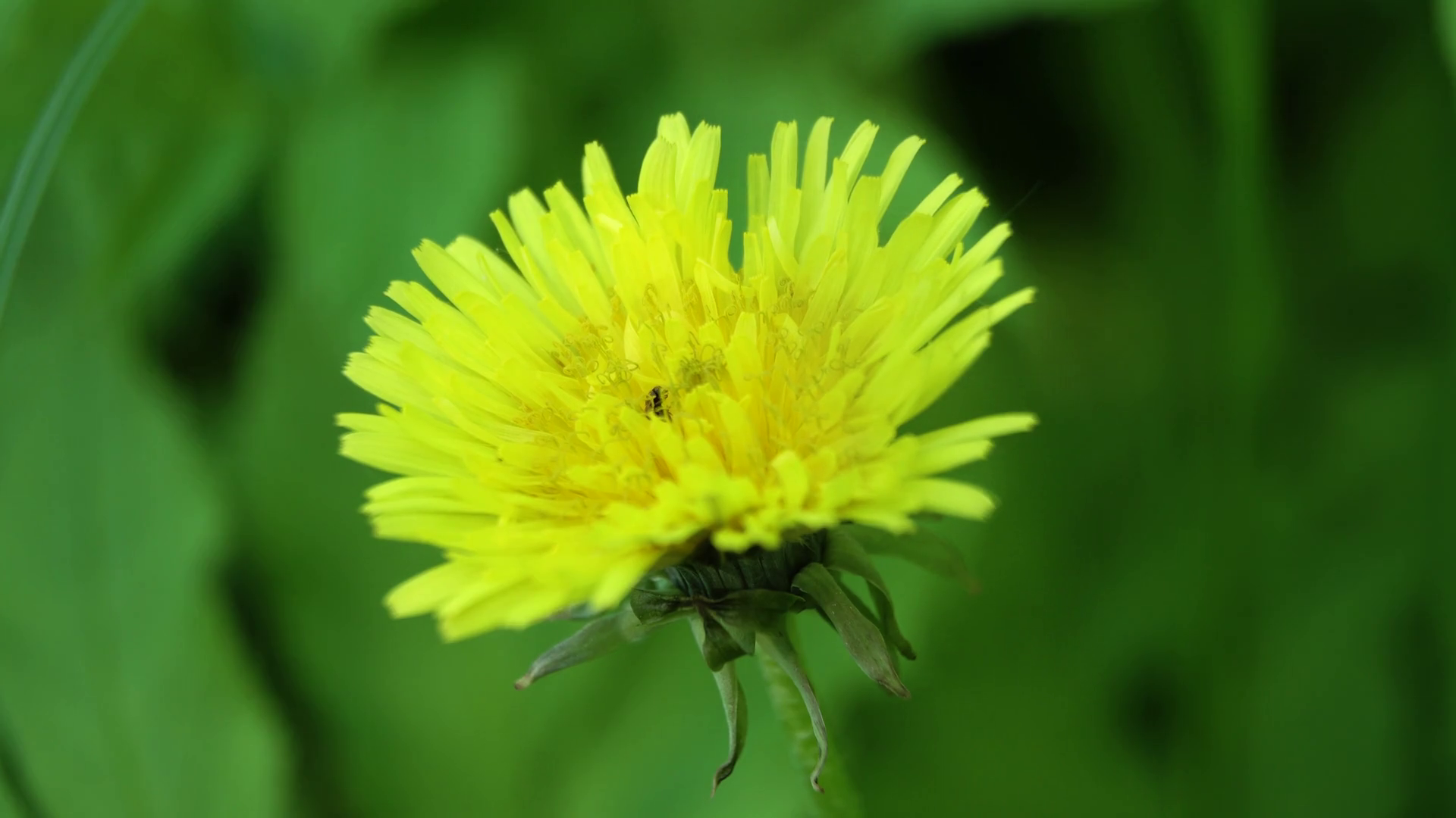 Yellow dandelion flower. Yellow dandelion flower in meadow close up ...