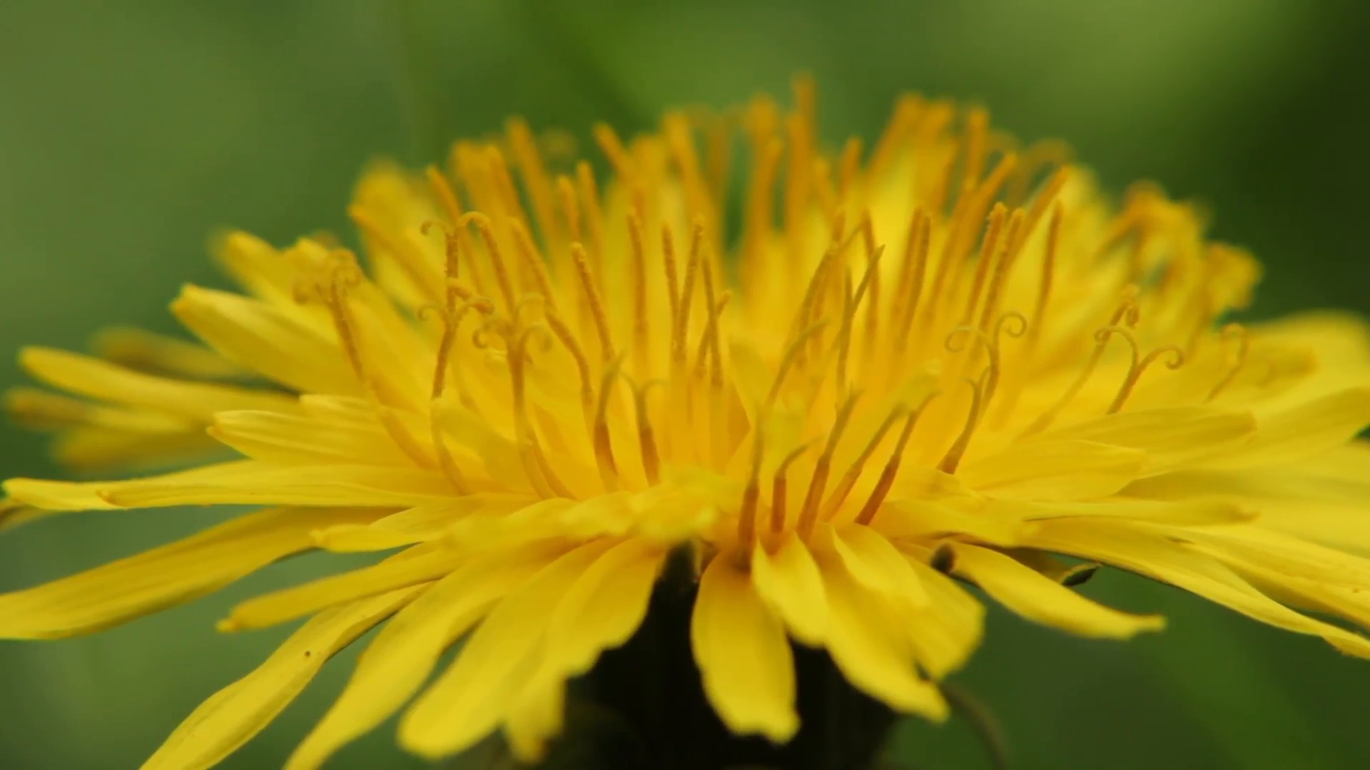 Yellow dandelion flower (close up) Stock Video Footage - VideoBlocks