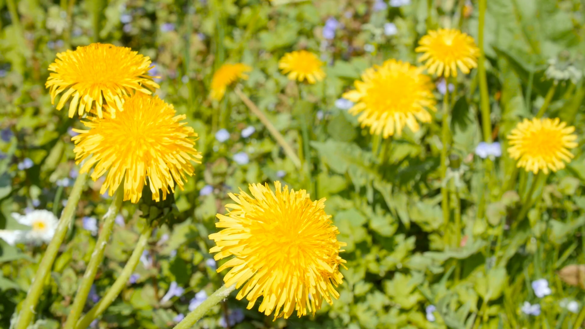 Yellow dandelions trembling in the wind close up shot Stock Video ...
