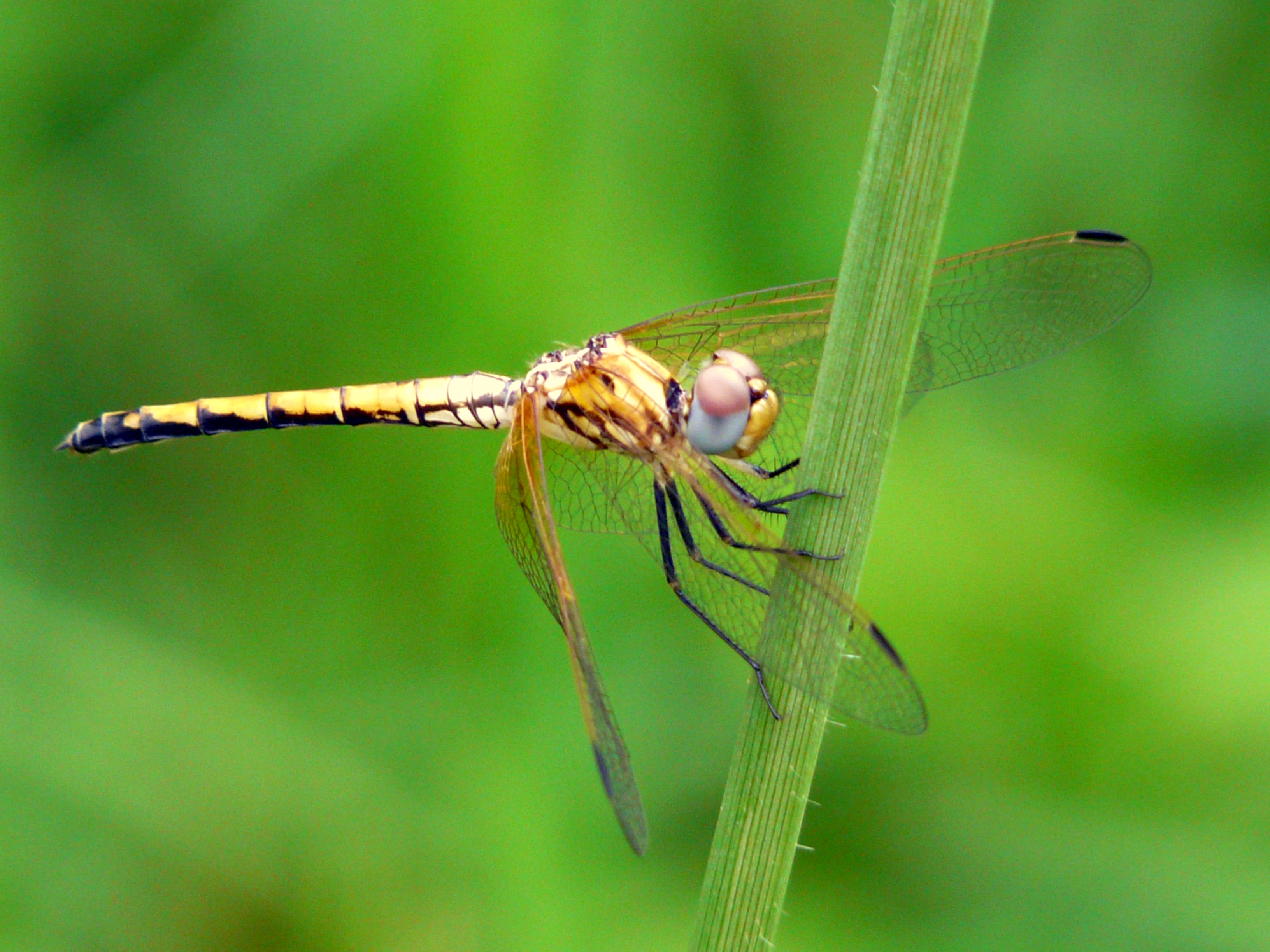 NaturePlus: ID Kenyan Dragonflies?