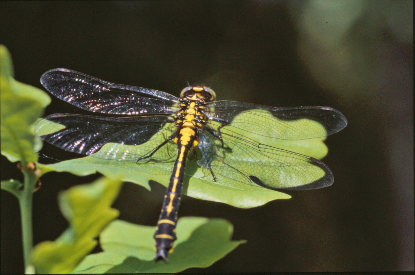 Yellow dragonfly photo