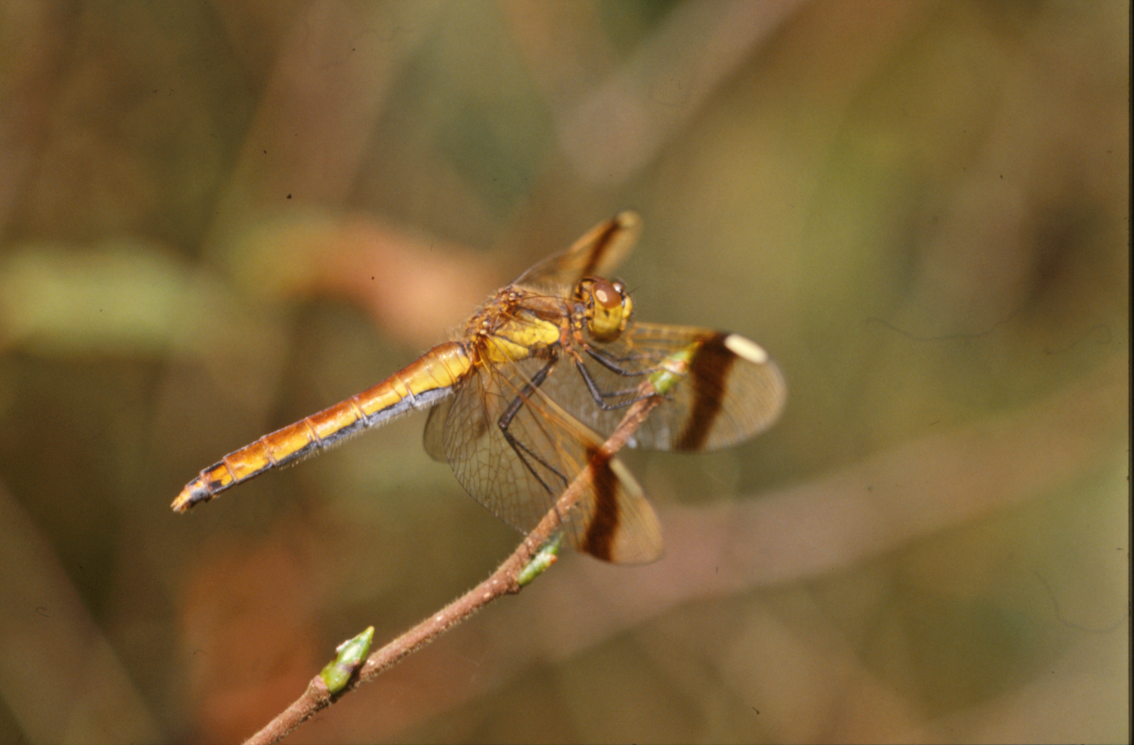 Yellow dragonfly photo