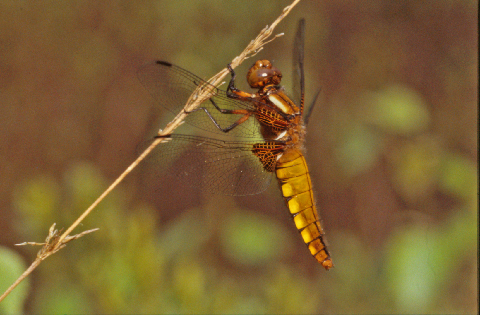 Free photo: Yellow dragonfly - Bug, Closeup, Dragonfly - Free Download ...