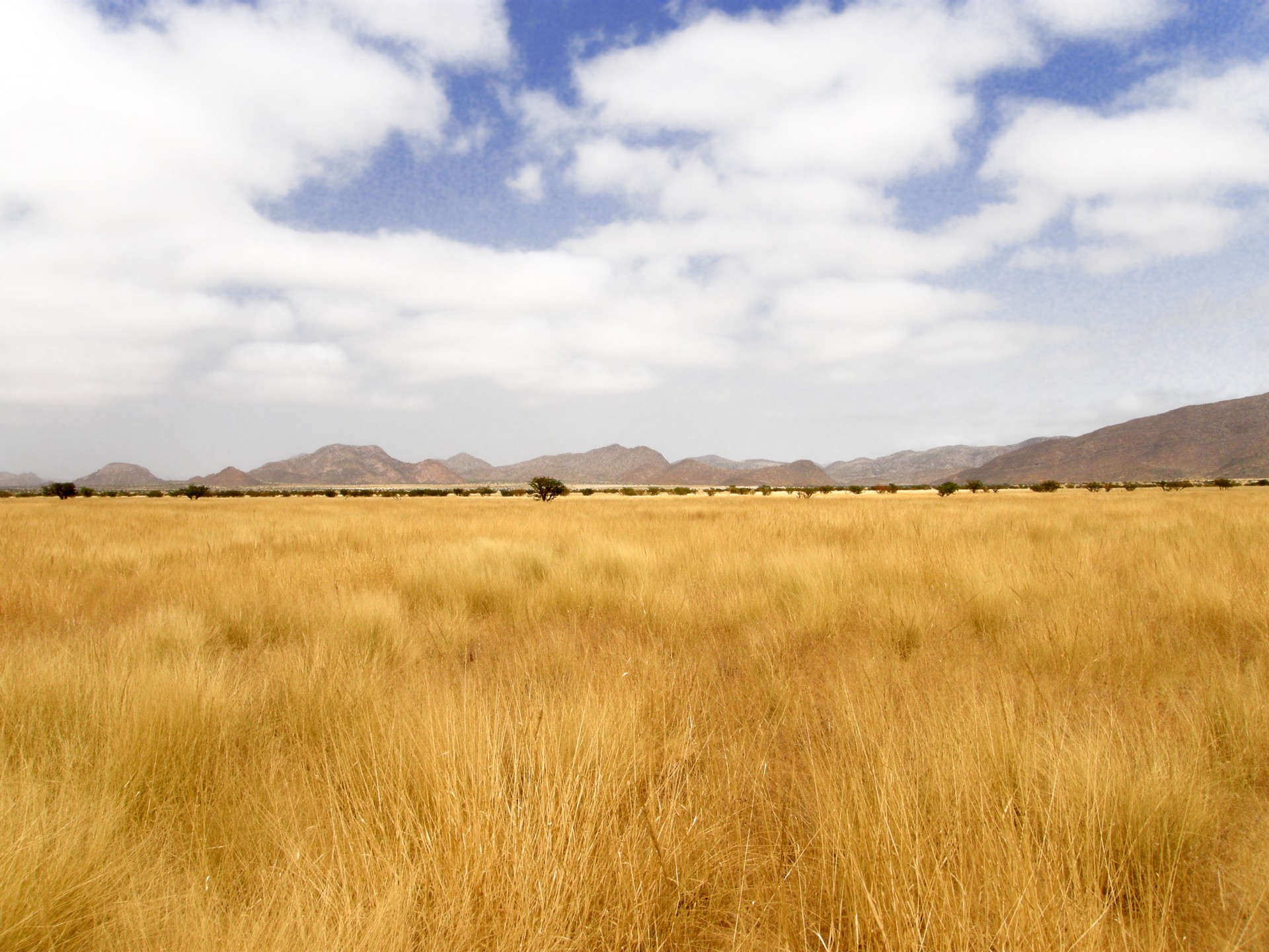 Dry Yellow Grass Of Namibia Free Stock Photo - Public Domain Pictures