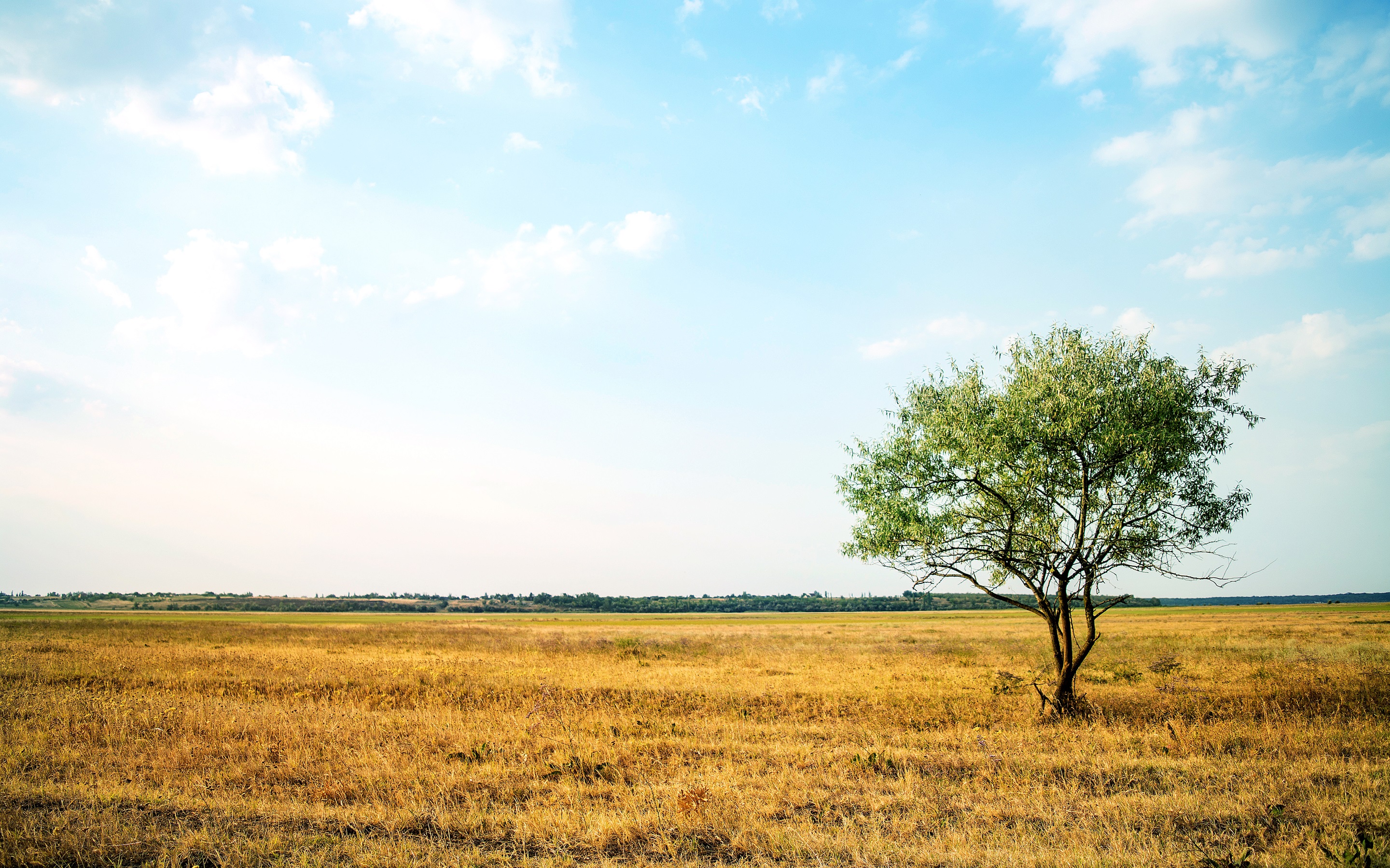 single green tree in dry yellow wide grass field photography wide ...