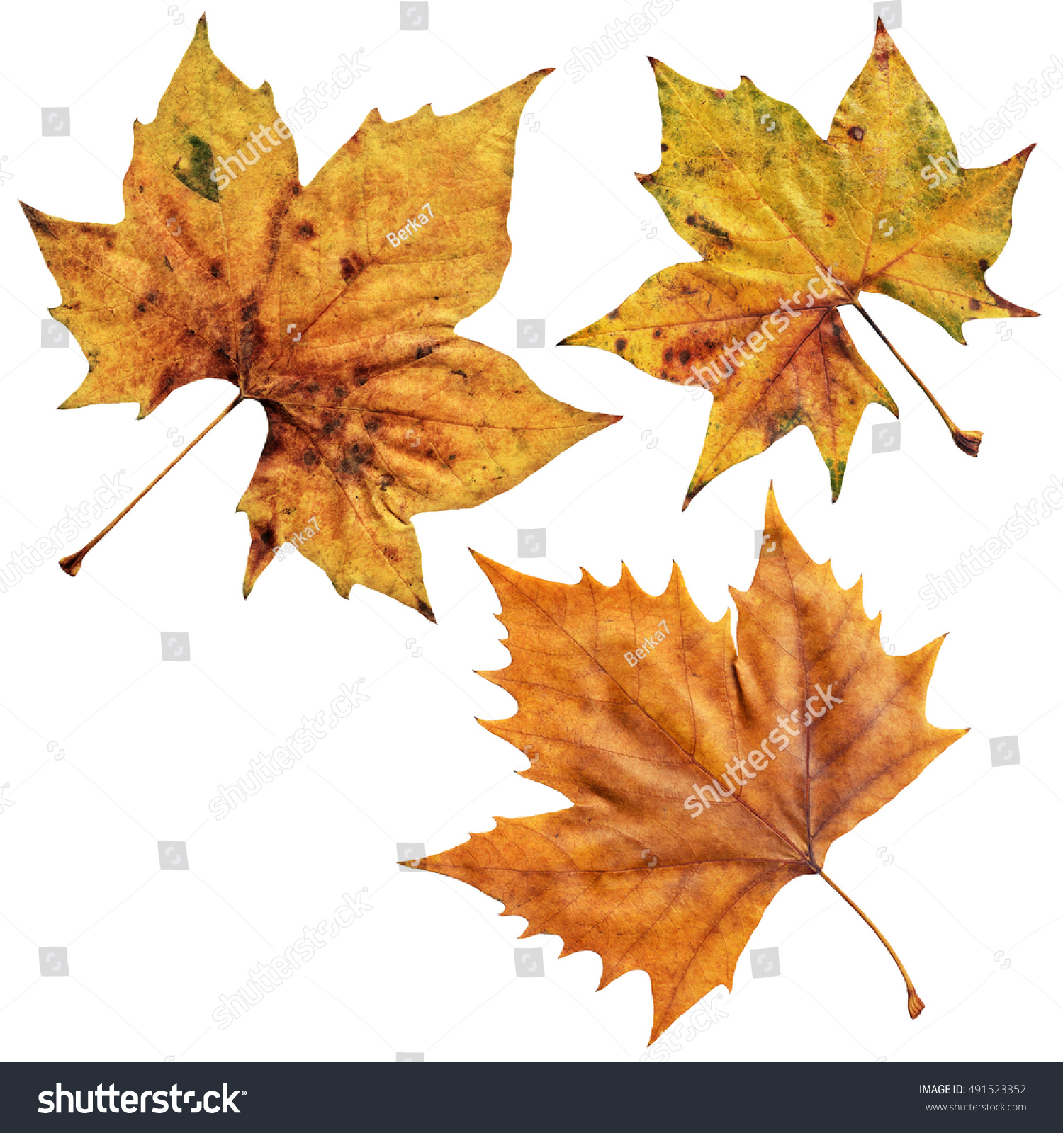 Dry Maple Leaves Isolated On White Stock Photo (Royalty Free ...