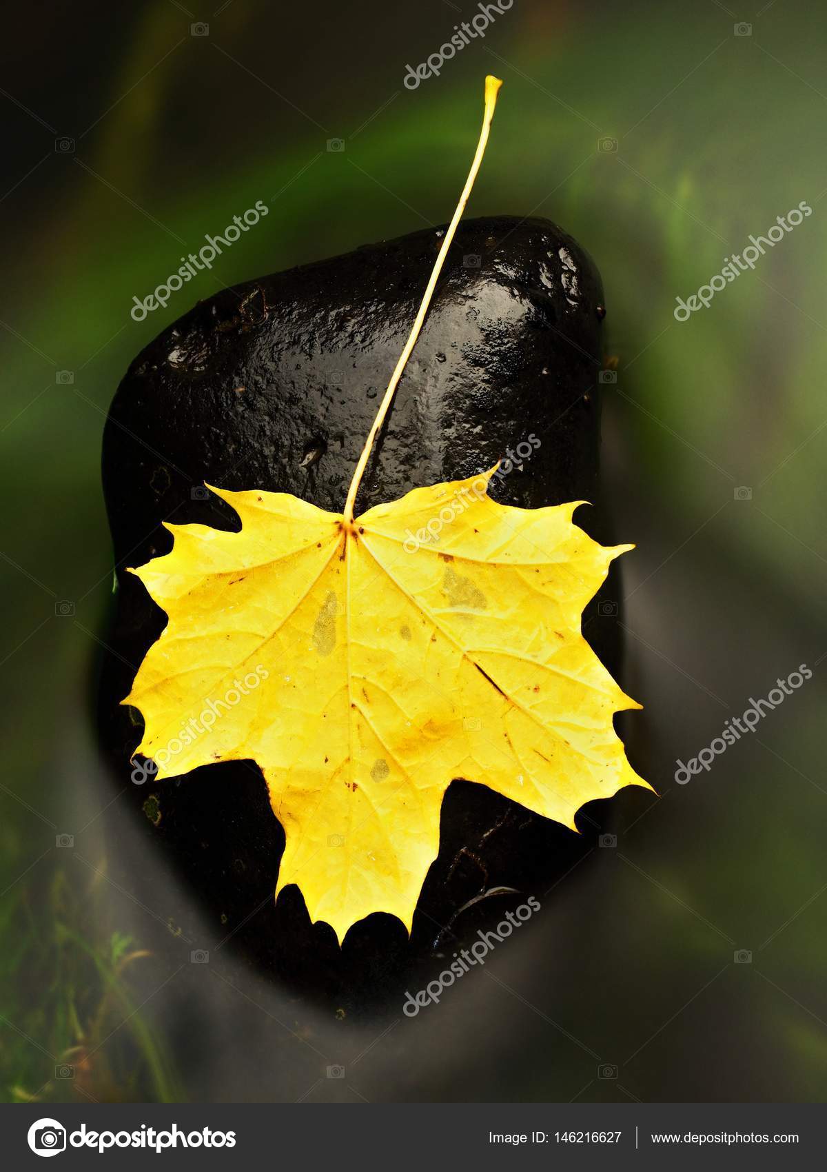 Fallen dry maple leaf on water, leaf stick on stone in stream ...