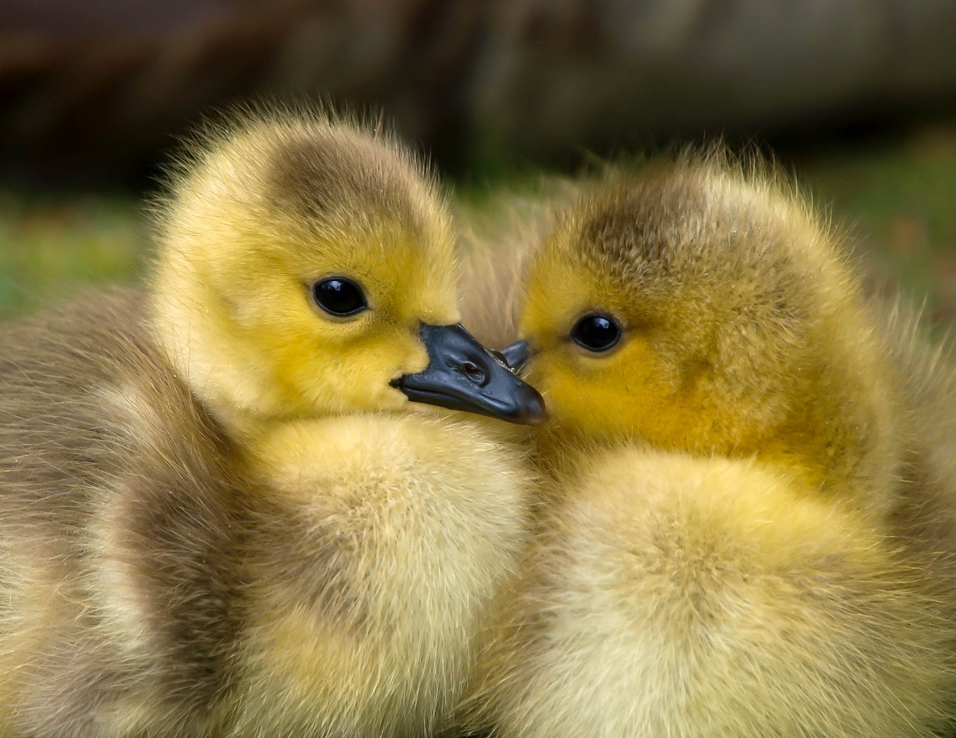2 Yellow Ducklings Closeup Photography · Free Stock Photo