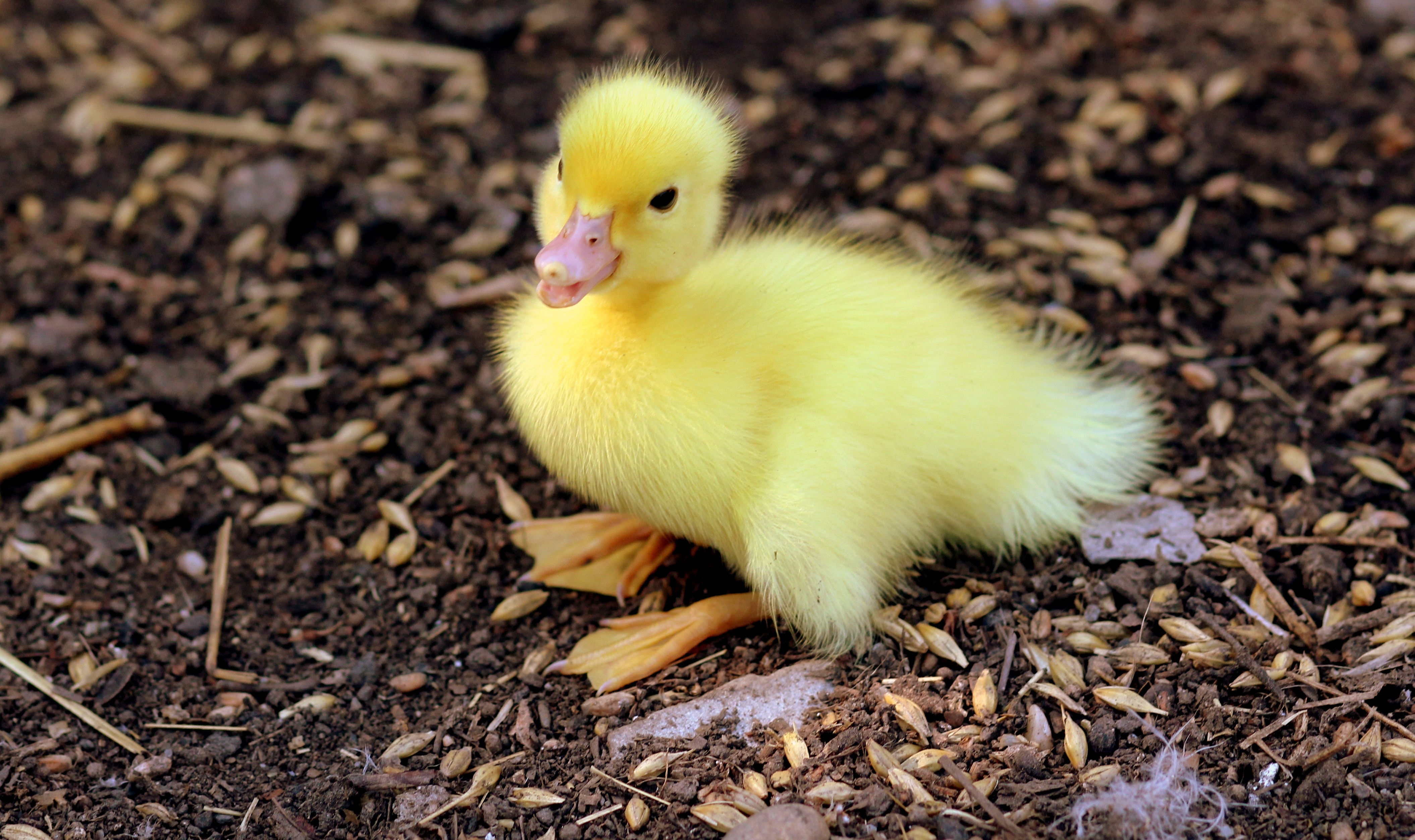 Yellow Duckling on Grains · Free Stock Photo