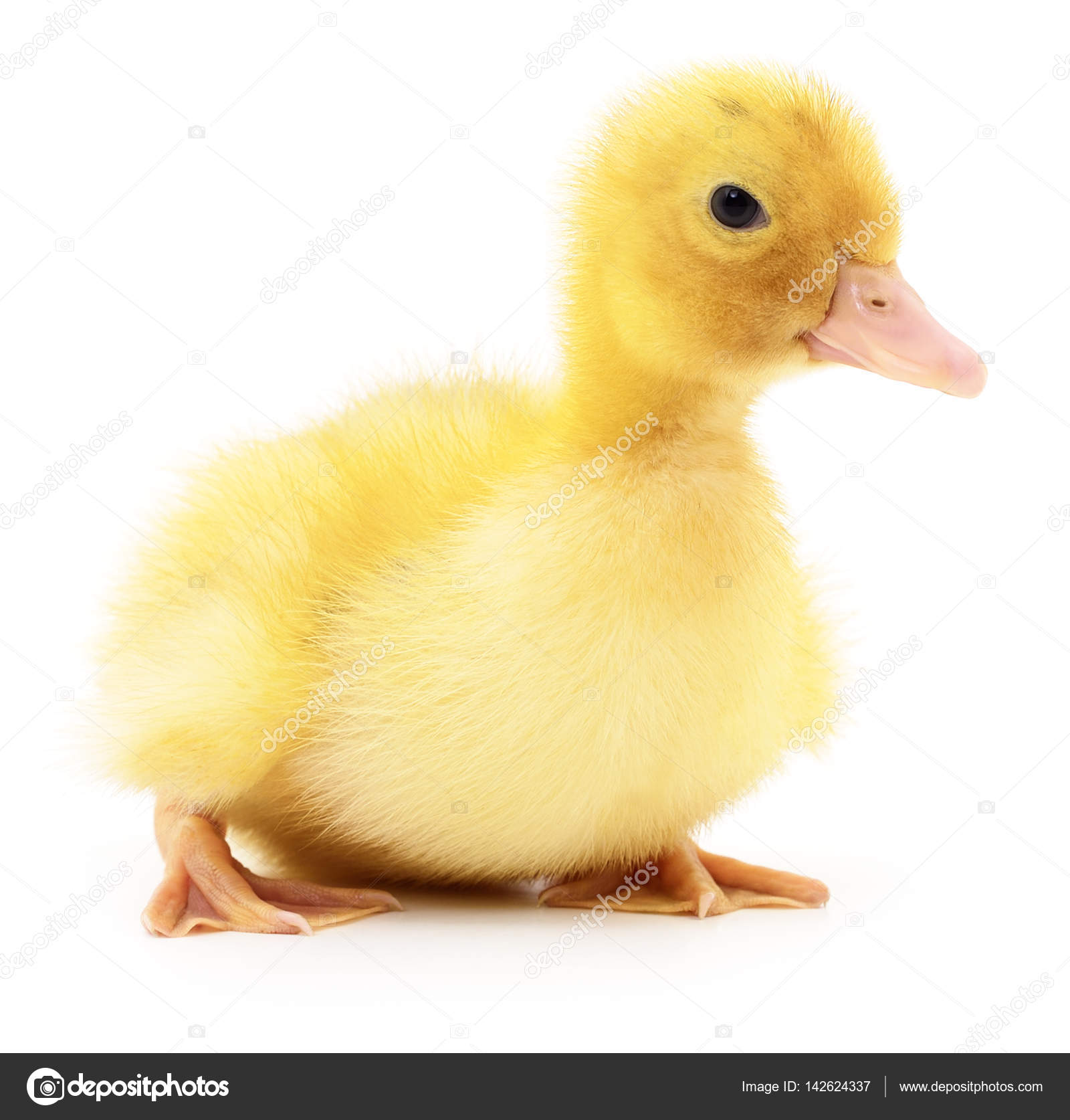 Two yellow ducklings. — Stock Photo © Olhastock #142624337