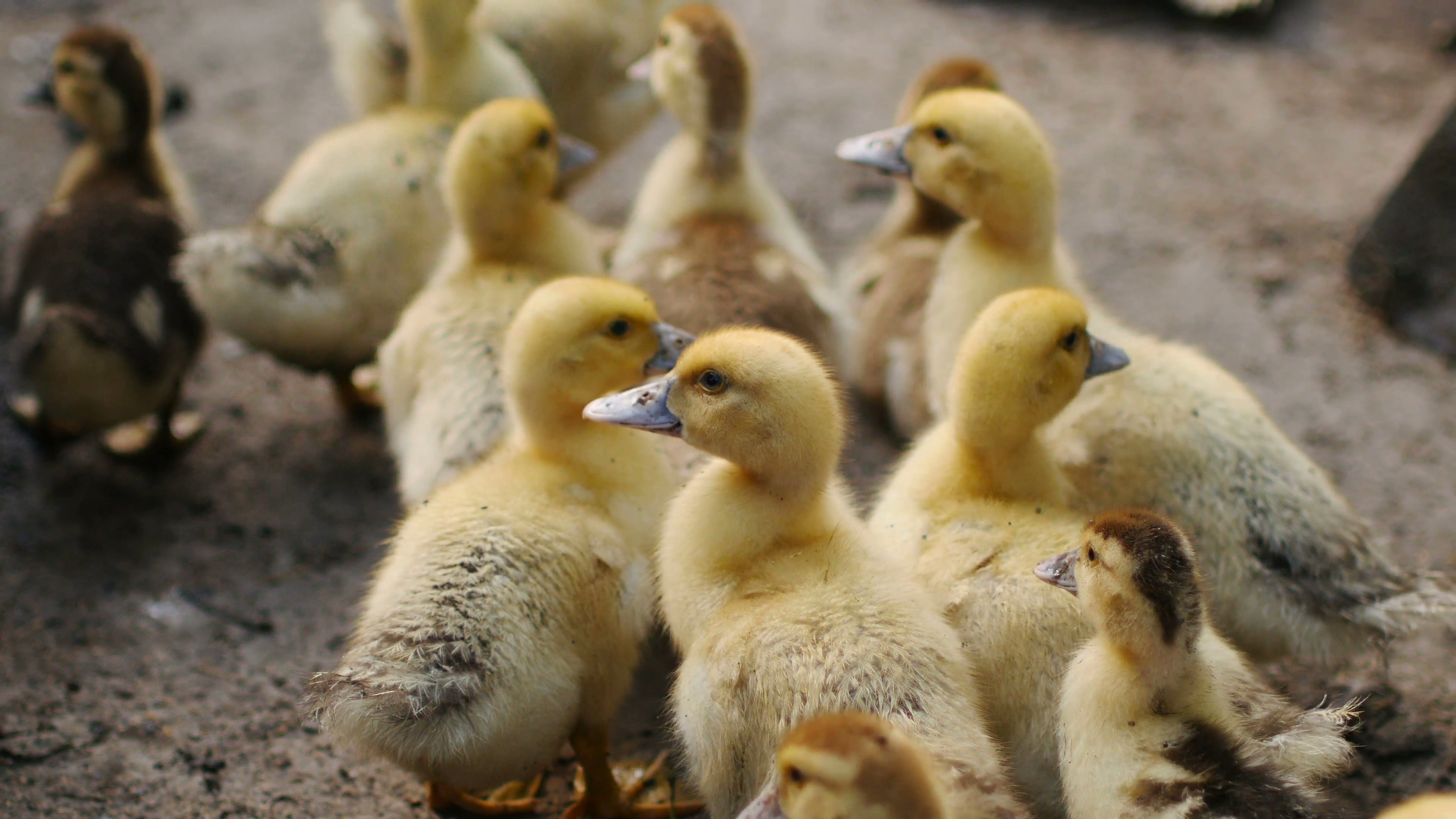 group of little yellow ducklings Stock Video Footage - VideoBlocks