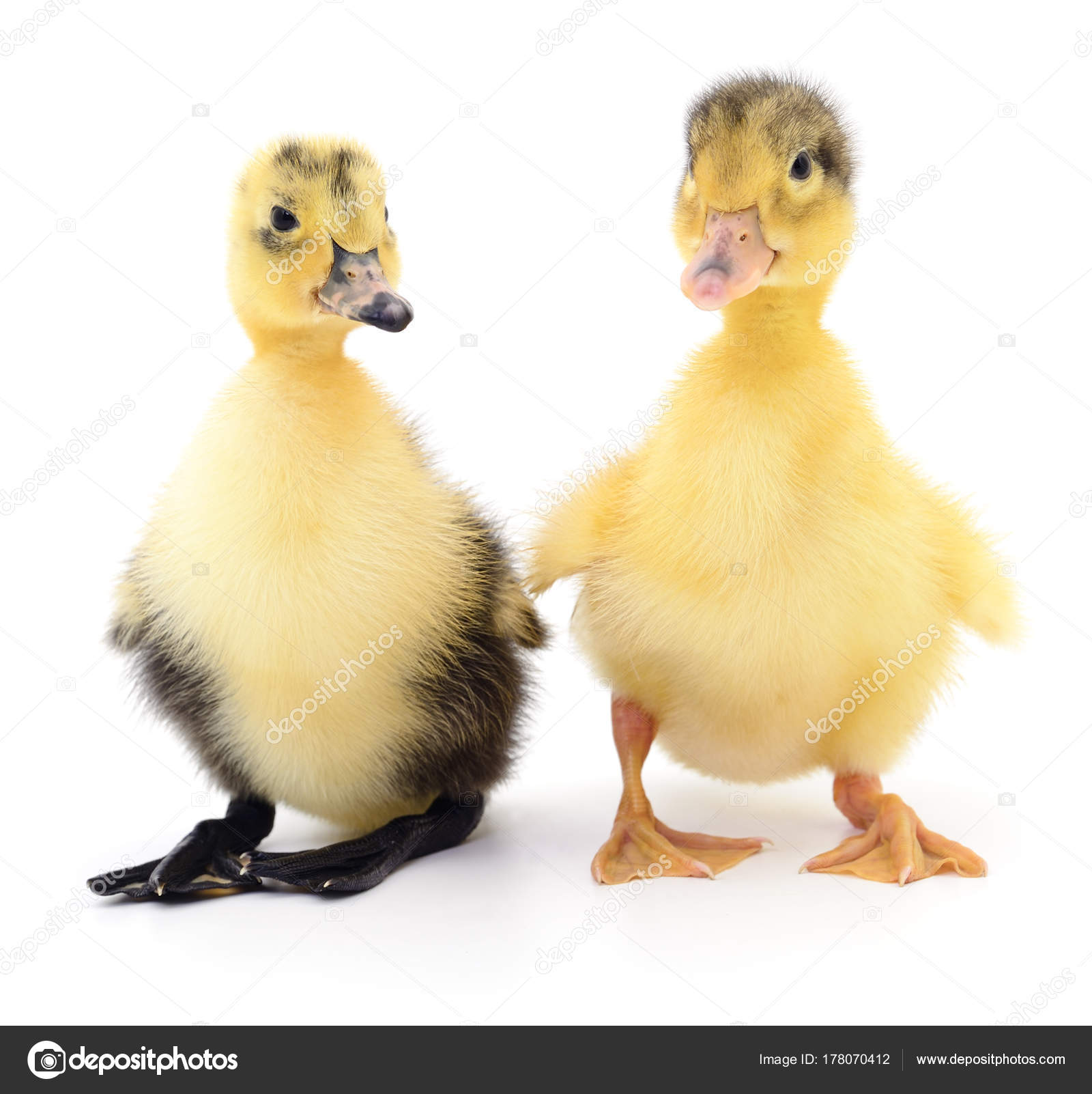 Two yellow ducklings. — Stock Photo © Tsekhmister #178070412