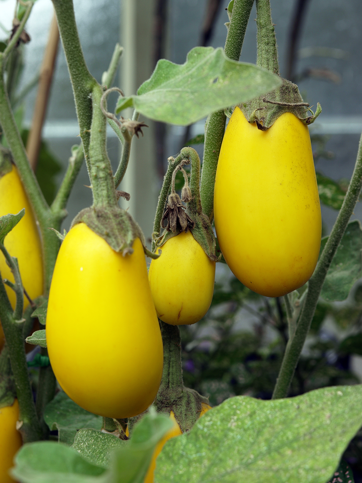 File:Yellow Eggplant, Wintergarden, Auckland Domain.jpg - Wikimedia ...