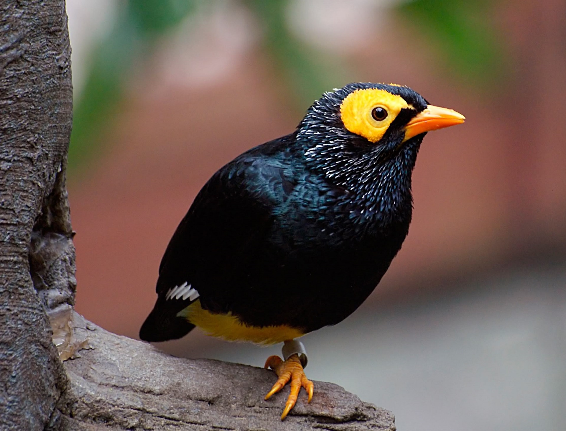 Yellow Faced Myna Bird Free Stock Photo - Public Domain Pictures