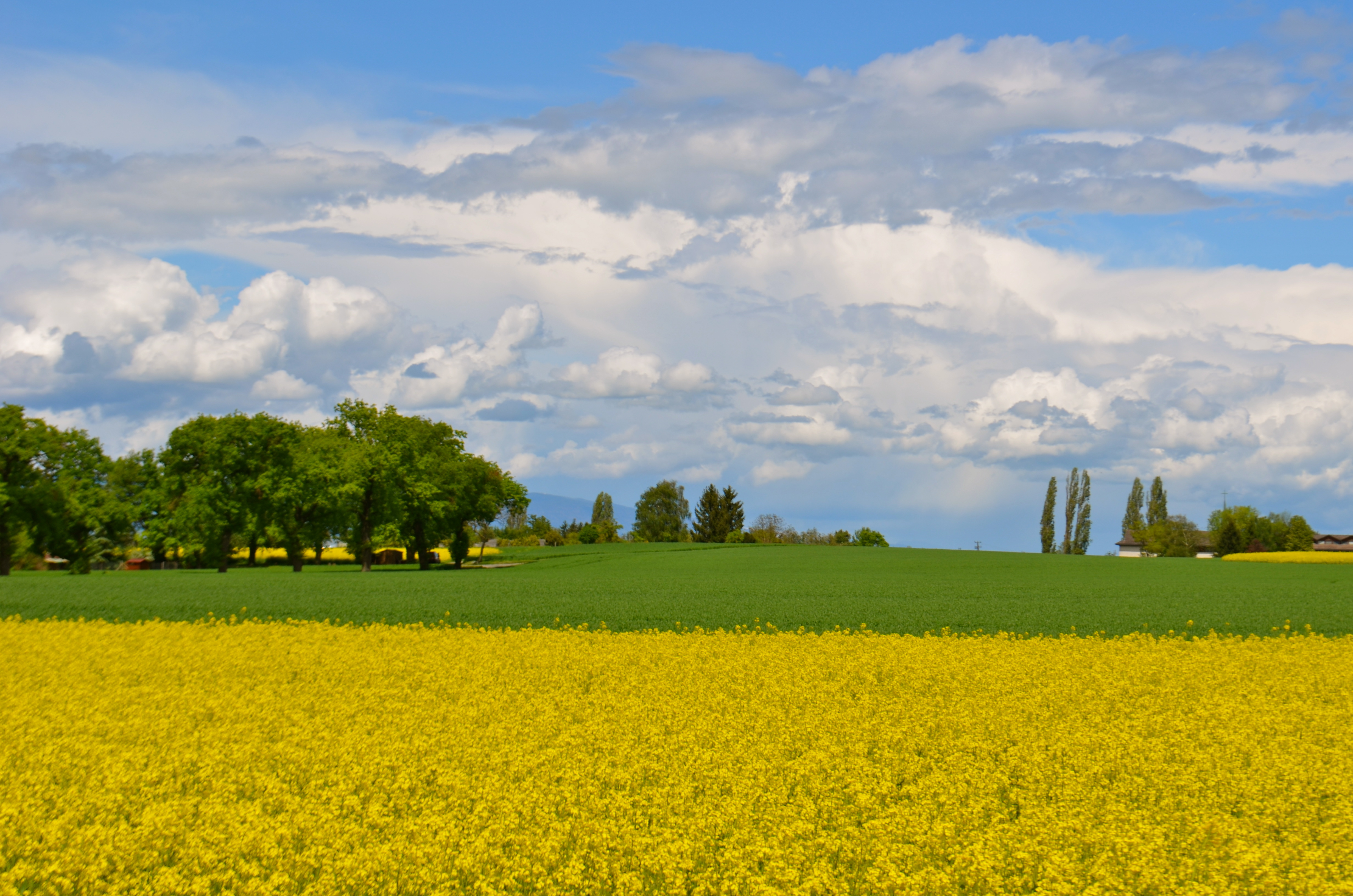 Spring Is Our Yellow Period | schwingeninswitzerland