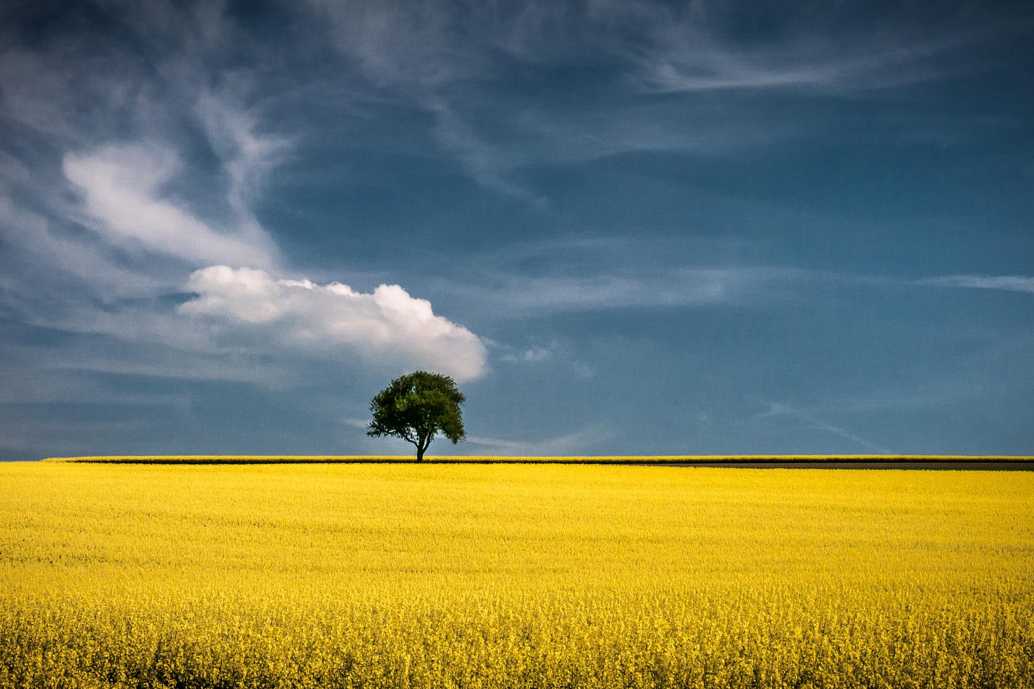 Green tree in yellow field / 2048 x 1365 / Nature / Photography ...