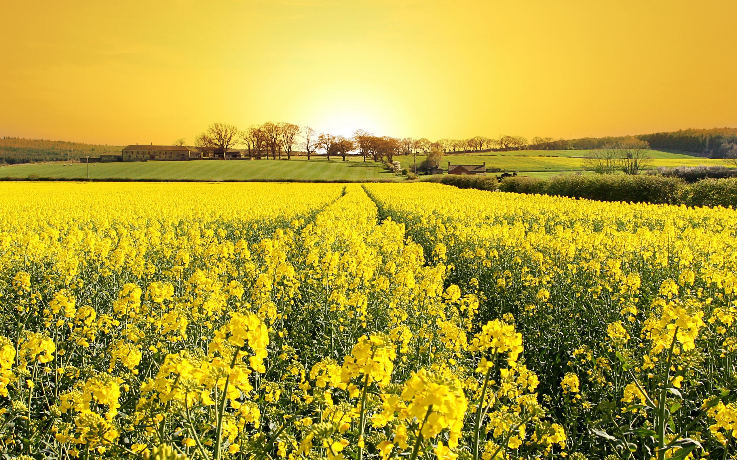 yellow-field-field-flowers-grass-house-landscape-nature-trees ...
