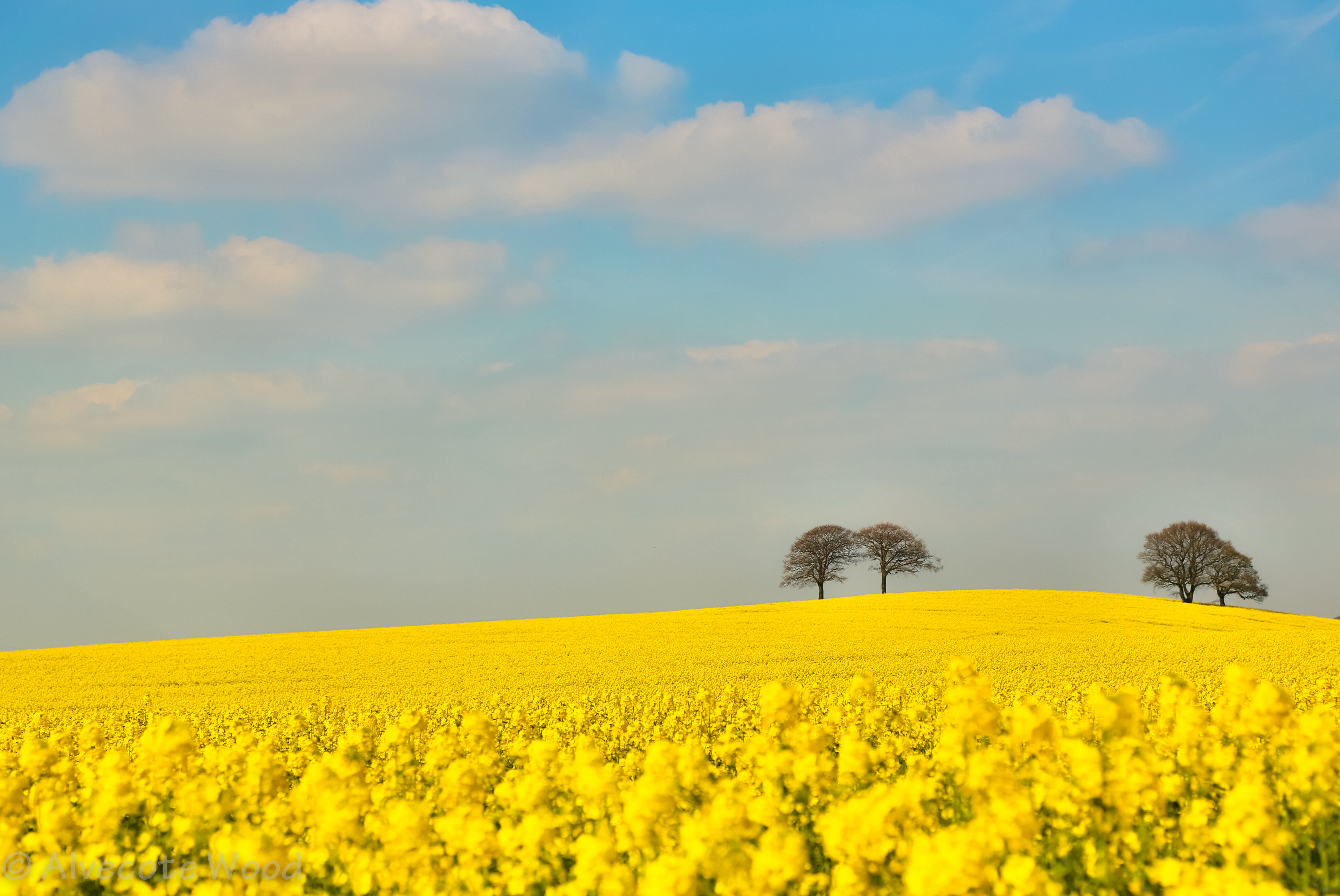 Free photo: Yellow field landscape - Blue, Cloud, Contrast - Free