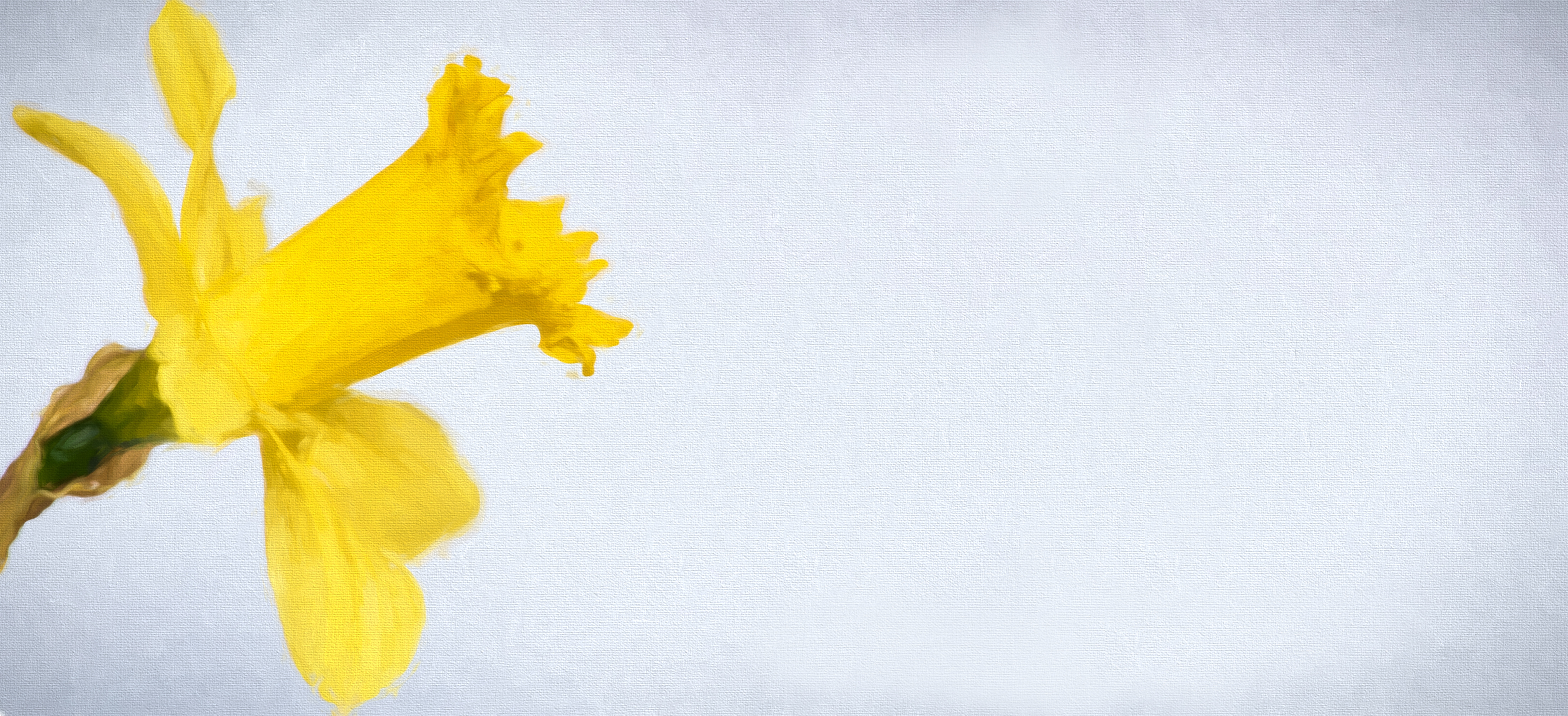 Yellow flower photo