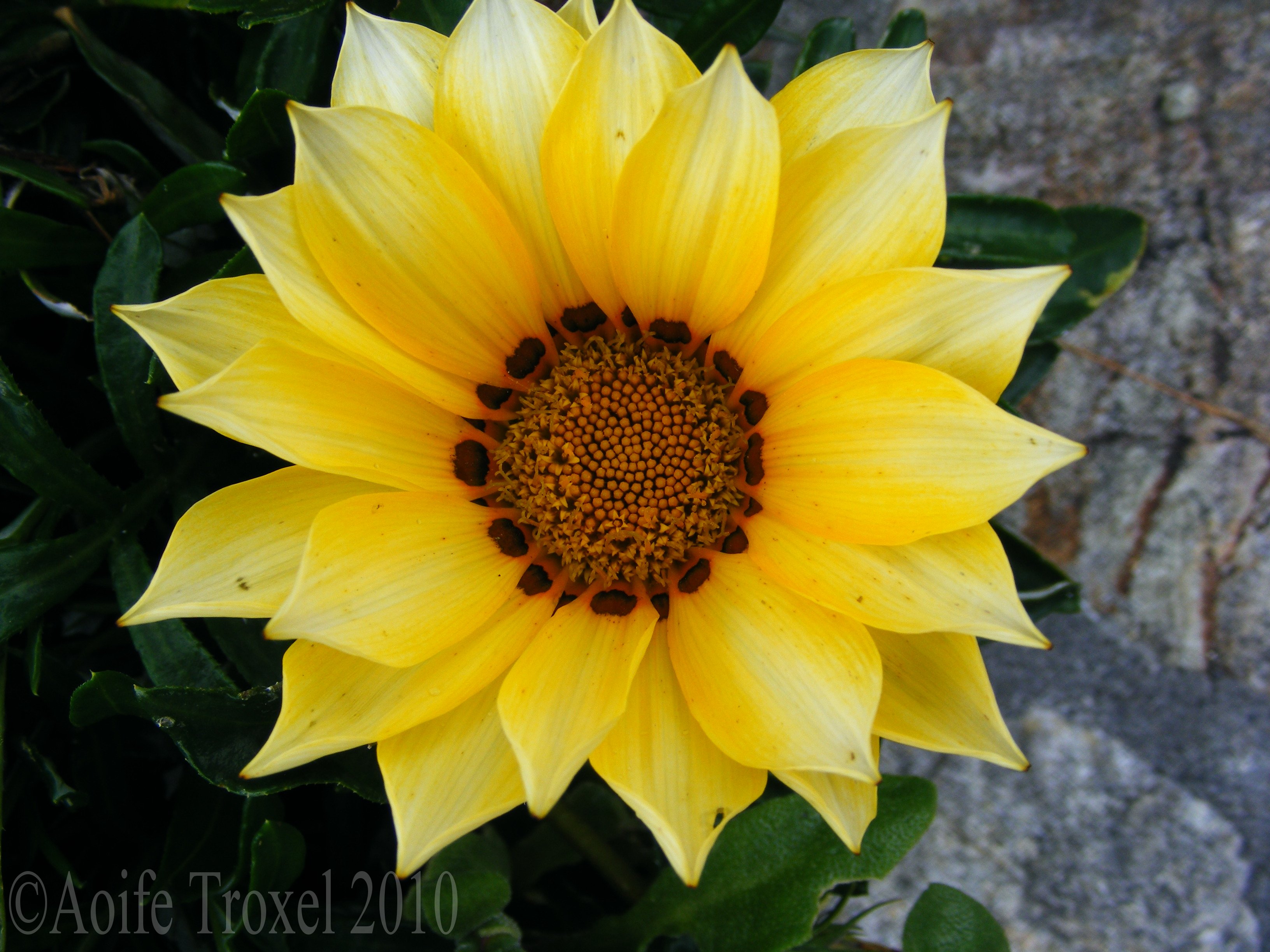 Bright Yellow Flower | Aoifetroxel's Blog