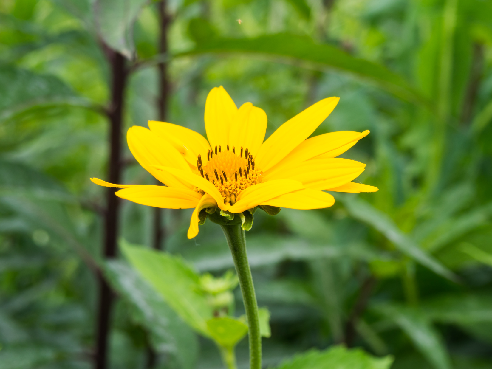 Yellow Flower – MMT
