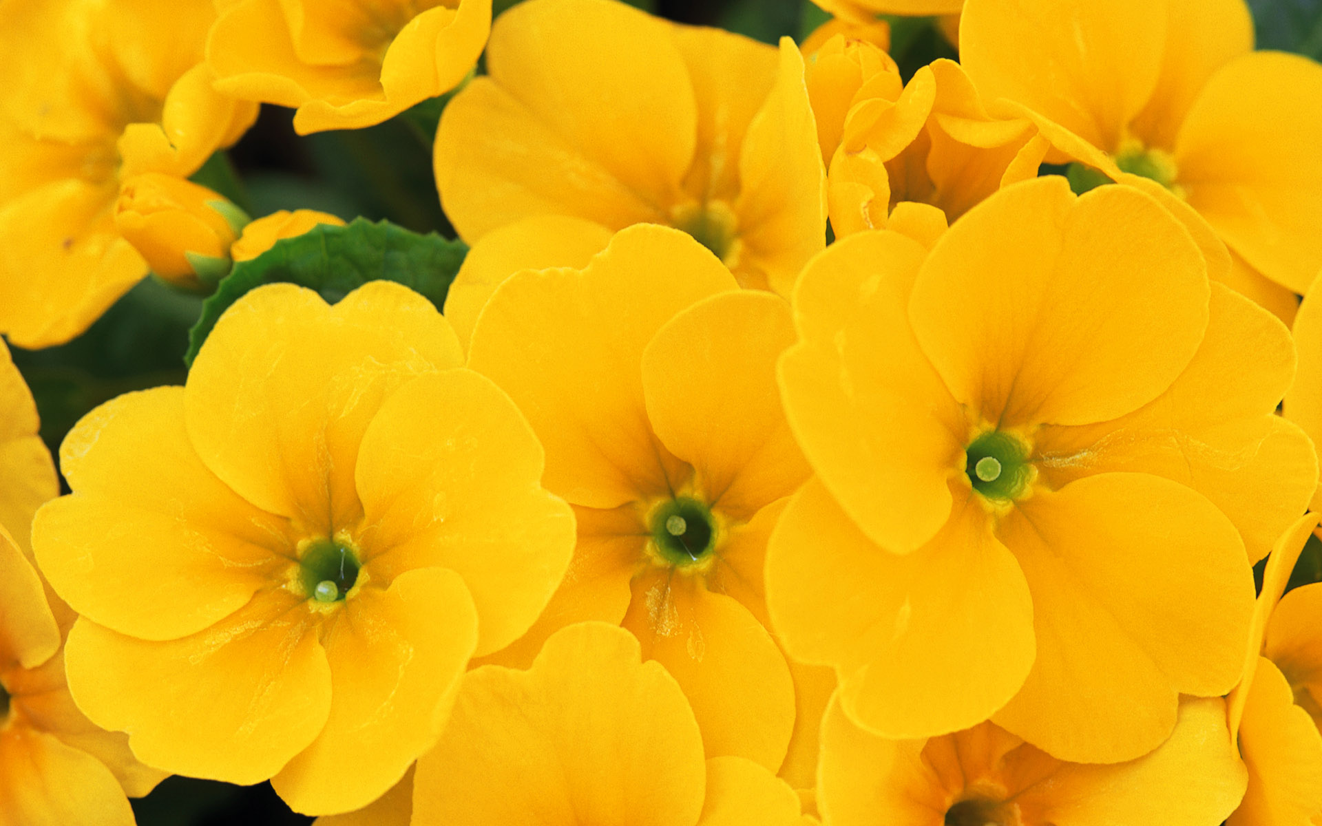 Yellow Flower Wallpaper - HD Wallpapers