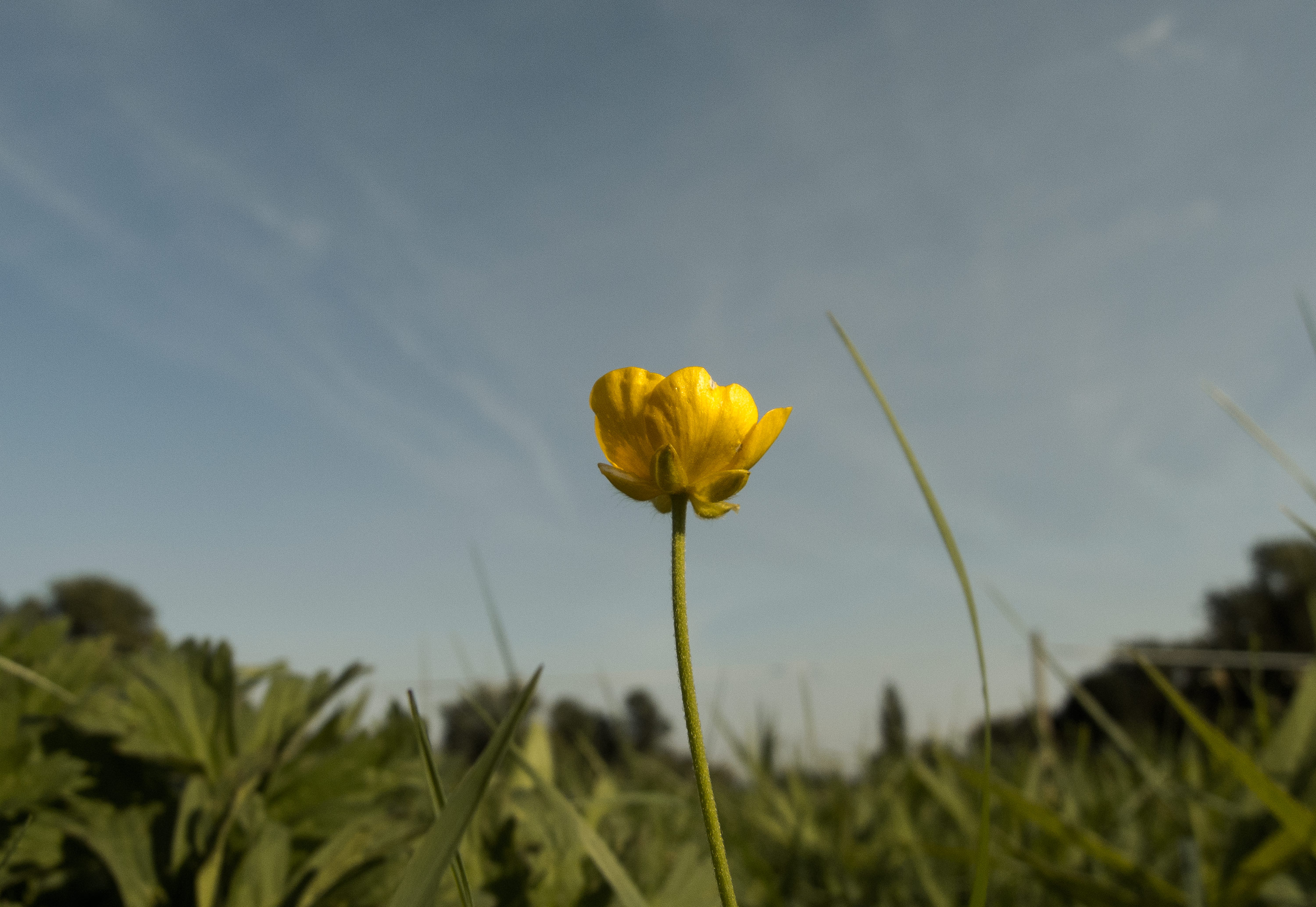 Free Image: Solitary Yellow Flower | Libreshot Public Domain Photos