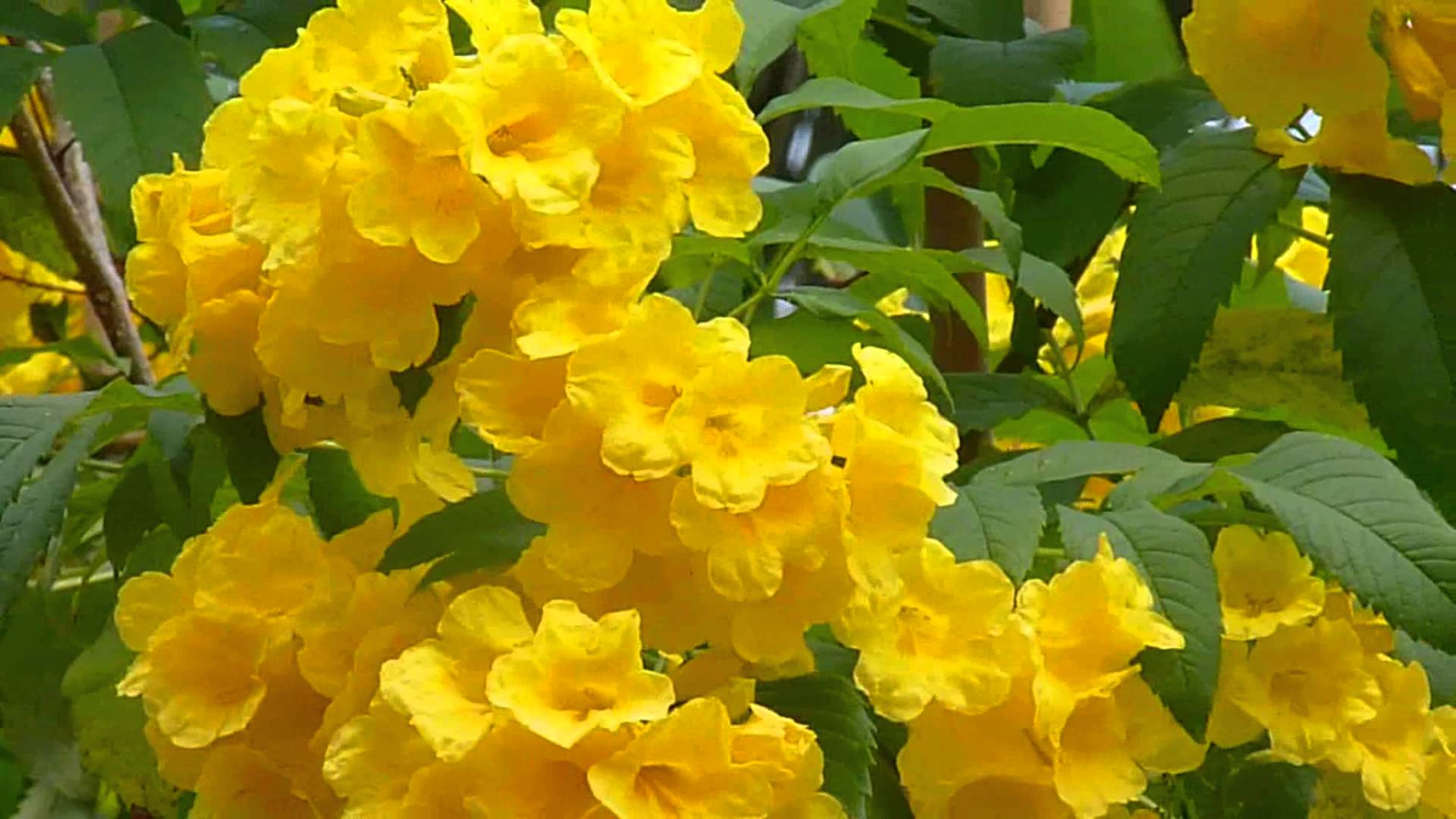 Singapore Plants -- YELLOW BELL, TRUMPET FLOWERS - YouTube