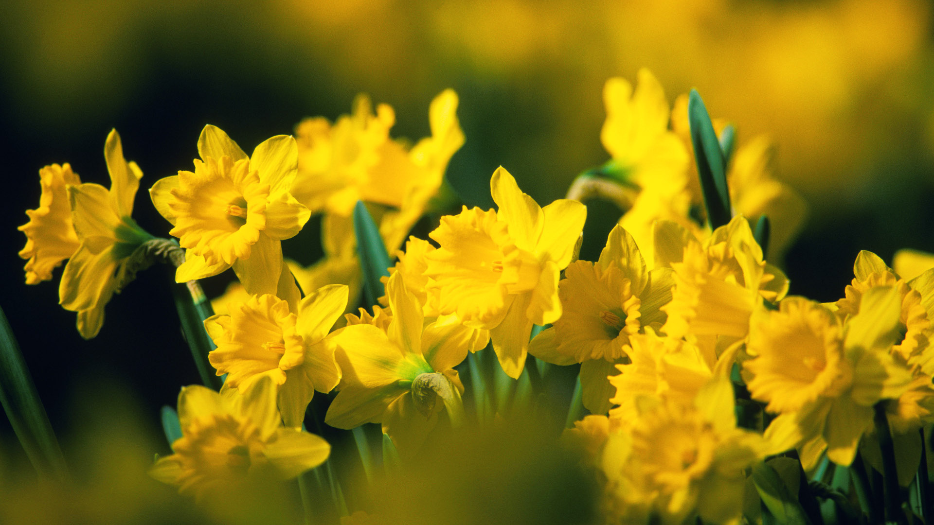 Wallpapers-Yellow-Flowers-Gallery-(69-Plus)-PIC-WPW307254 ...