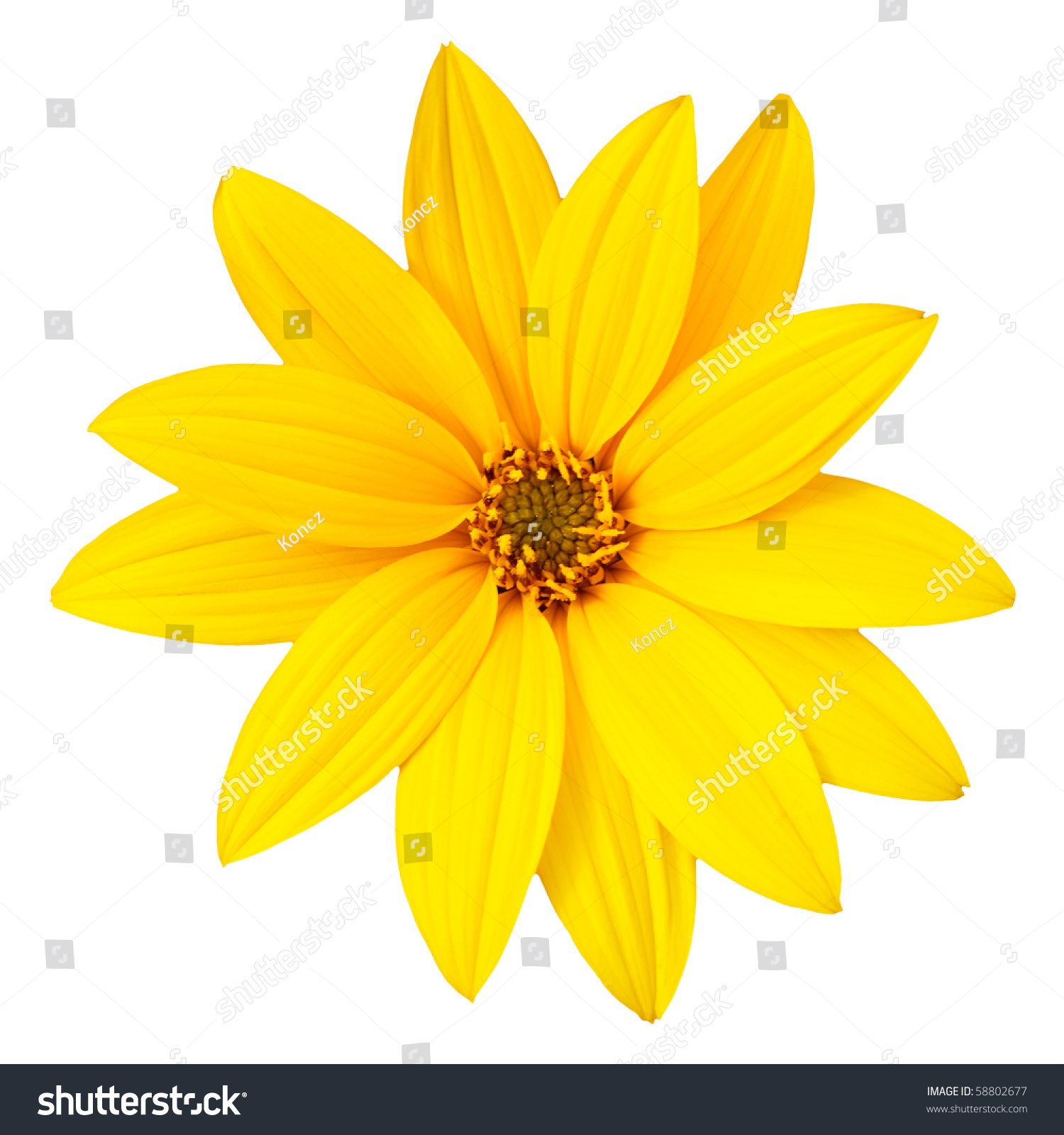 Royalty-free Yellow flower isolated on white… #58802677 Stock Photo ...