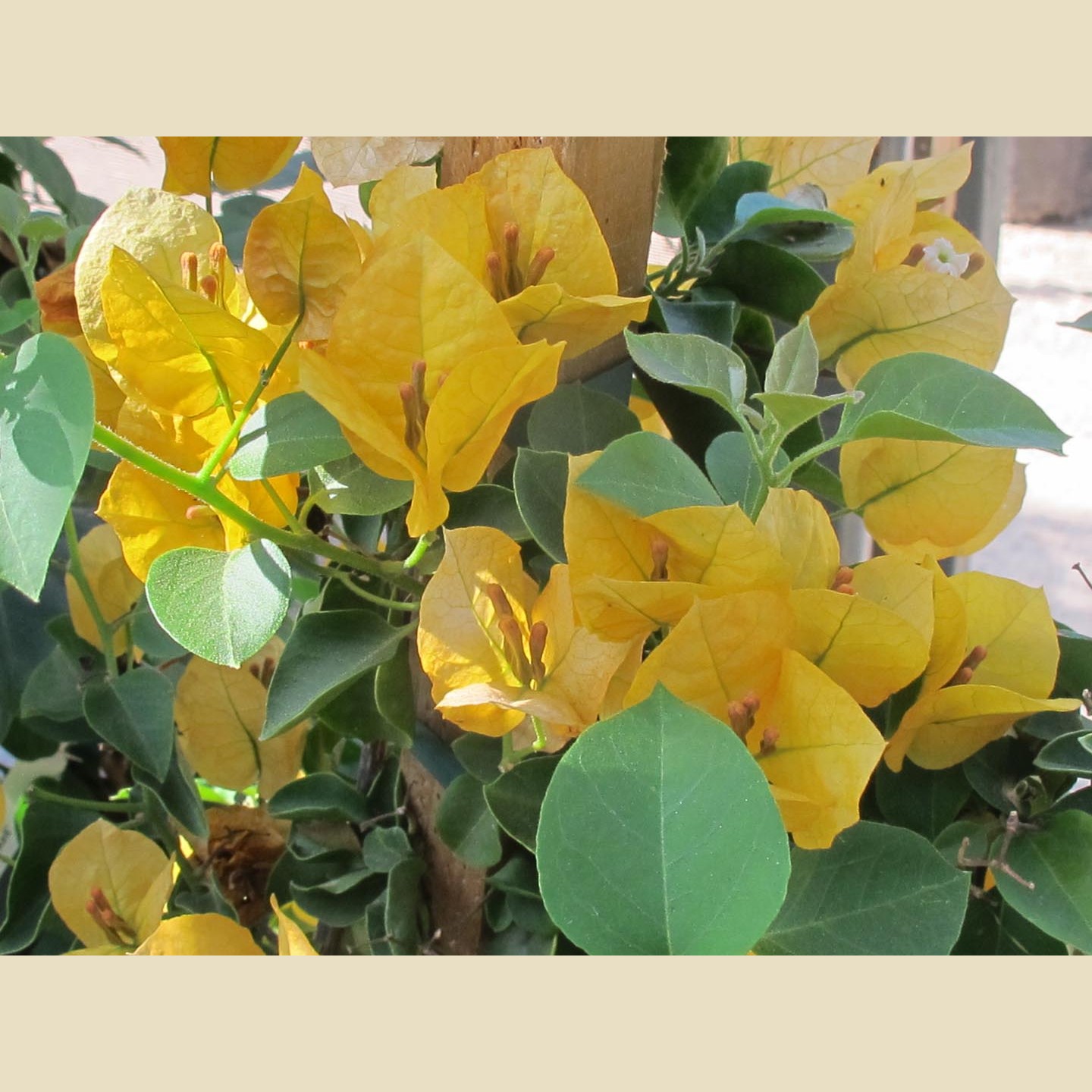 Bougainvillea 'California Gold' - Yellow - Flower Color - Boething ...