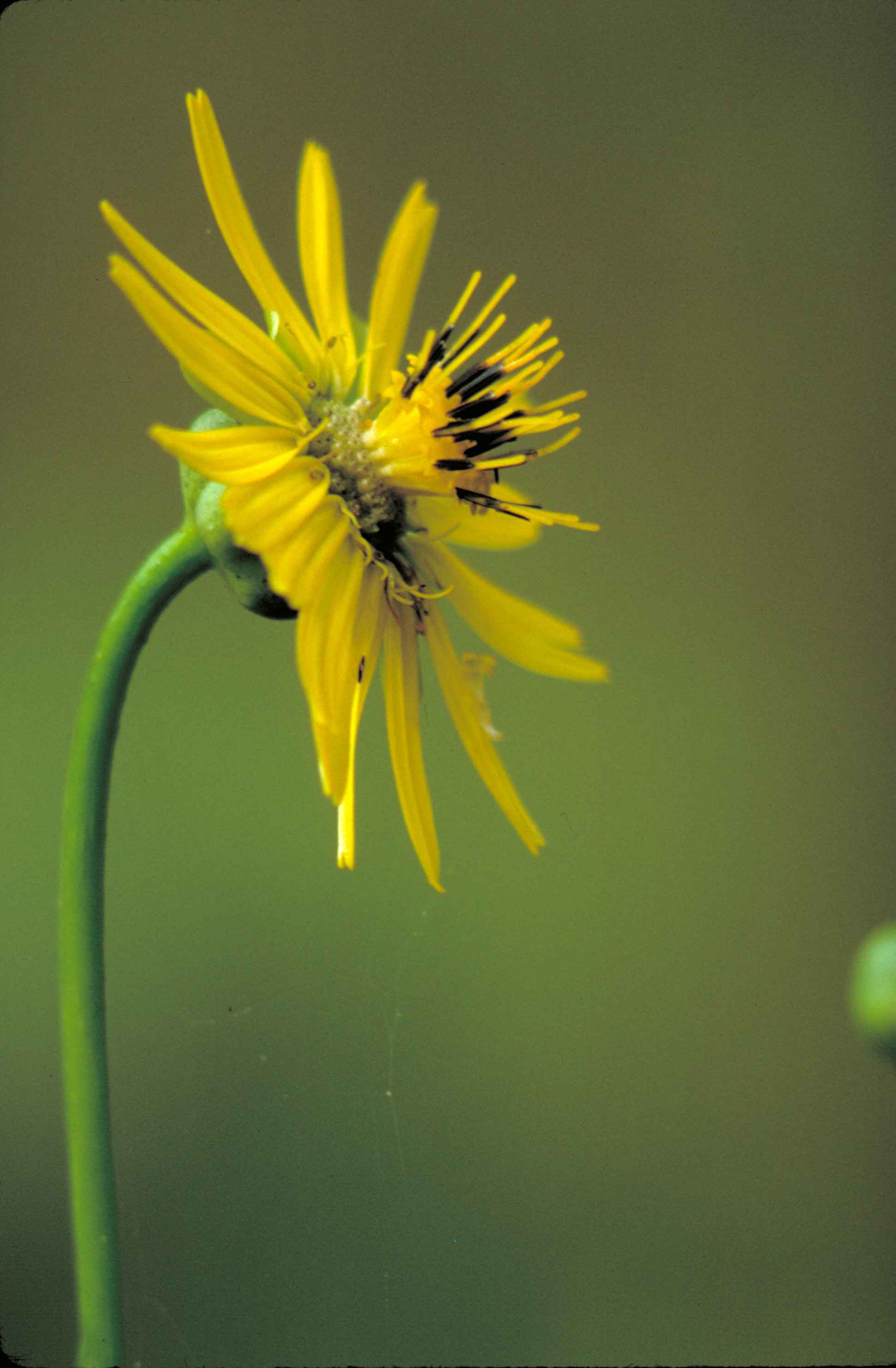 Free picture: prairie, dock, plant, yellow flower, yellow, black ...