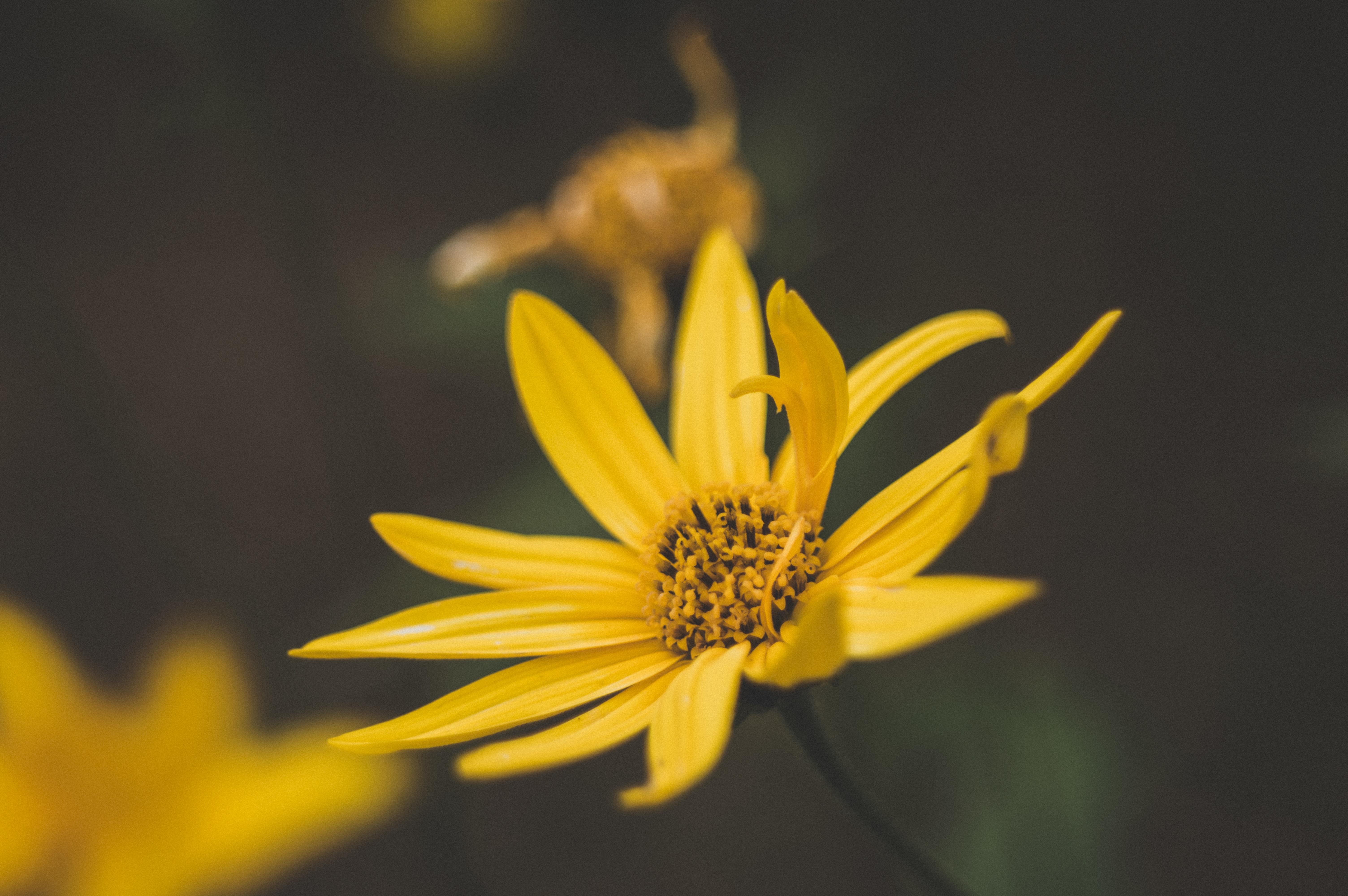 1000+ Beautiful Yellow Flower Photos · Pexels · Free Stock Photos
