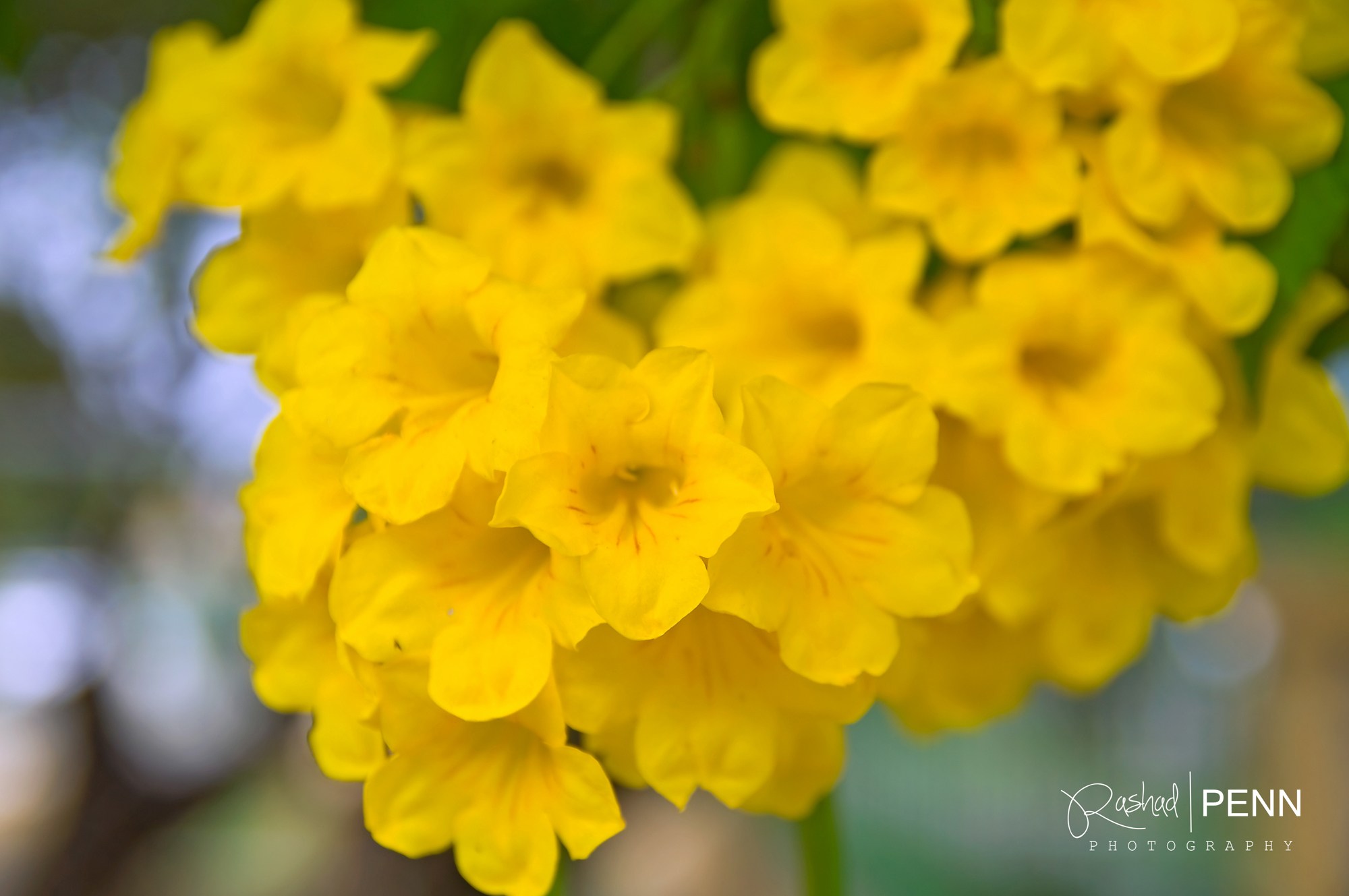 The Yellow Elder Flower – National Flower of the Bahamas | THE ...