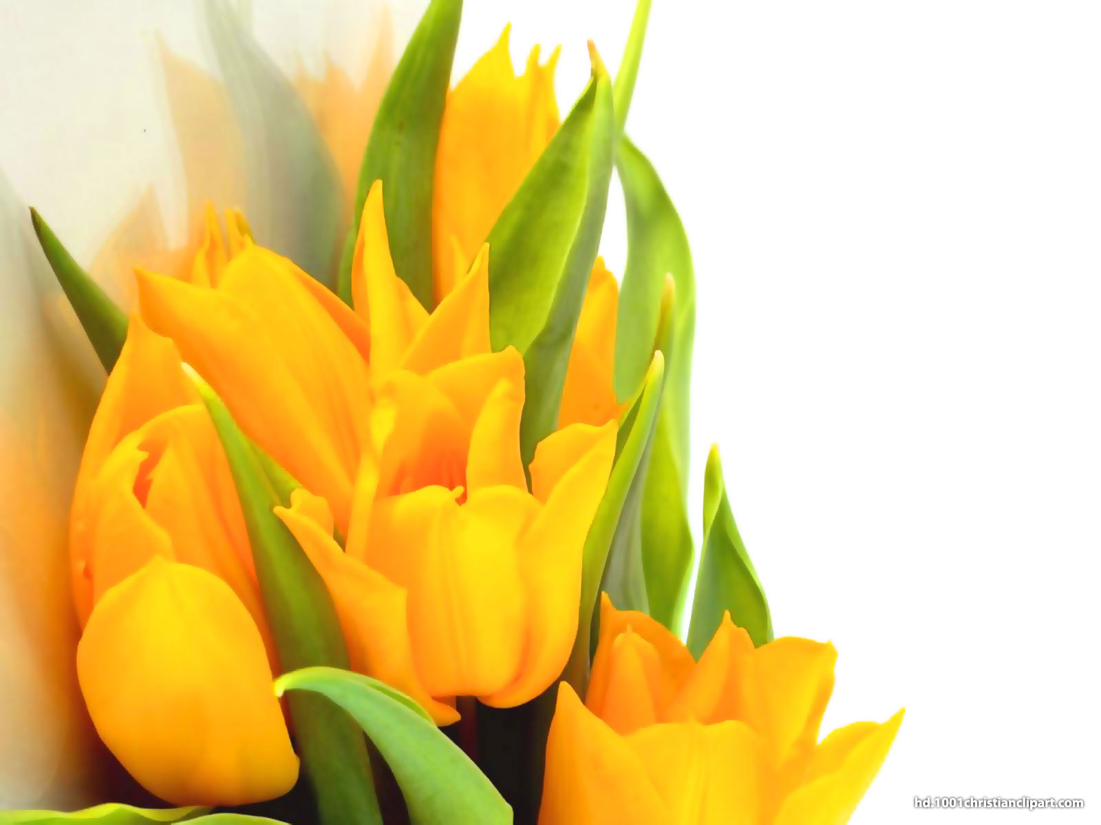 Yellow Flower Background HD – HD Slide Backgrounds