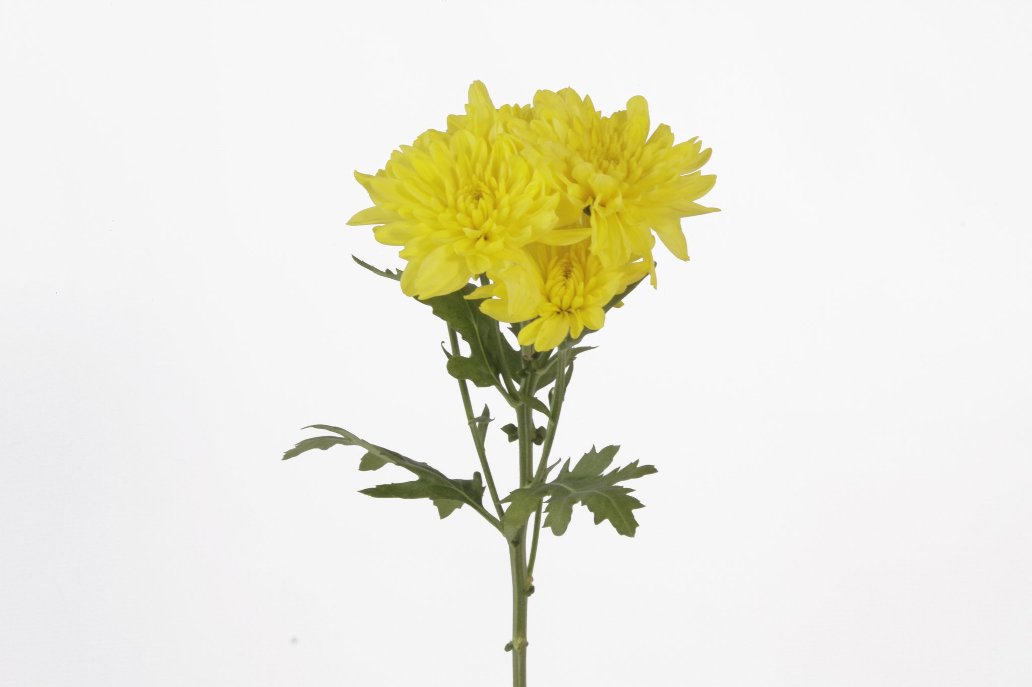 Yellow Flowers | Fresh Flowers Online | Wholesale Flowers | Delivery ...