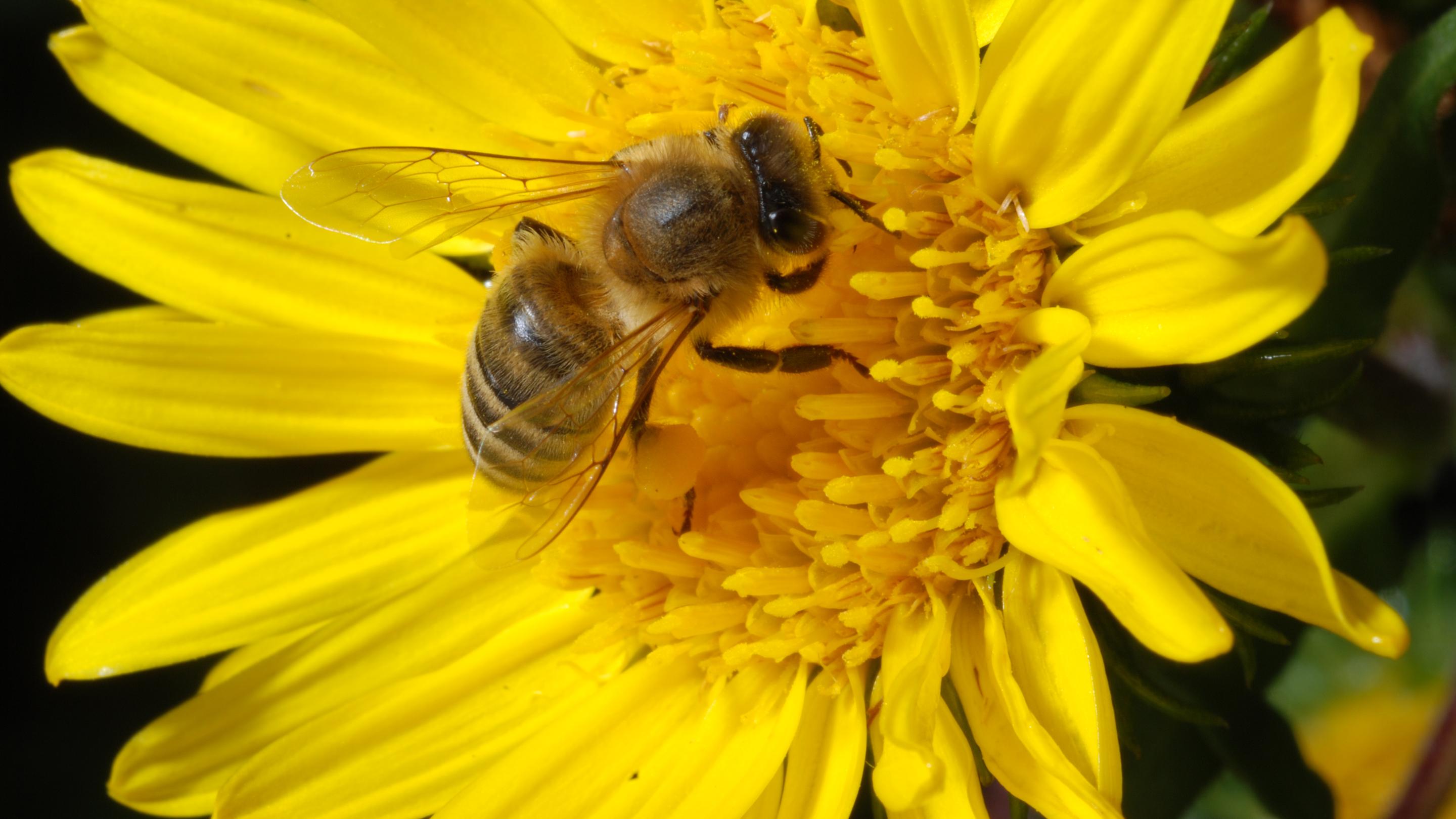 How can you help keep UK bees happy? | Kew