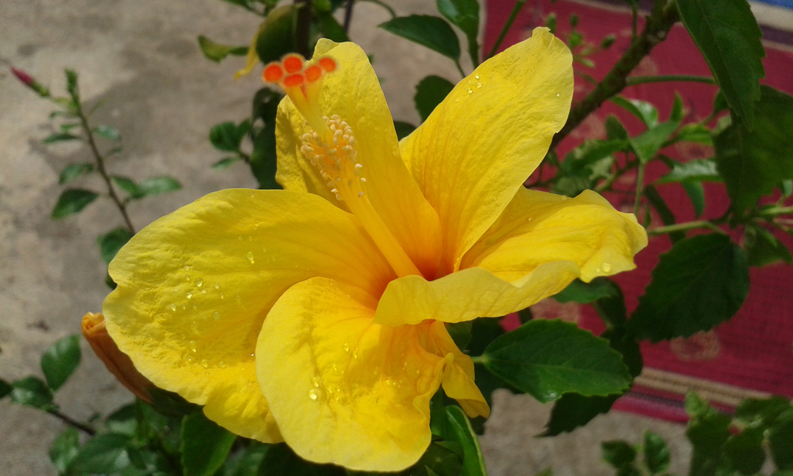 Yellow flower, Flower, Yellow, HQ Photo