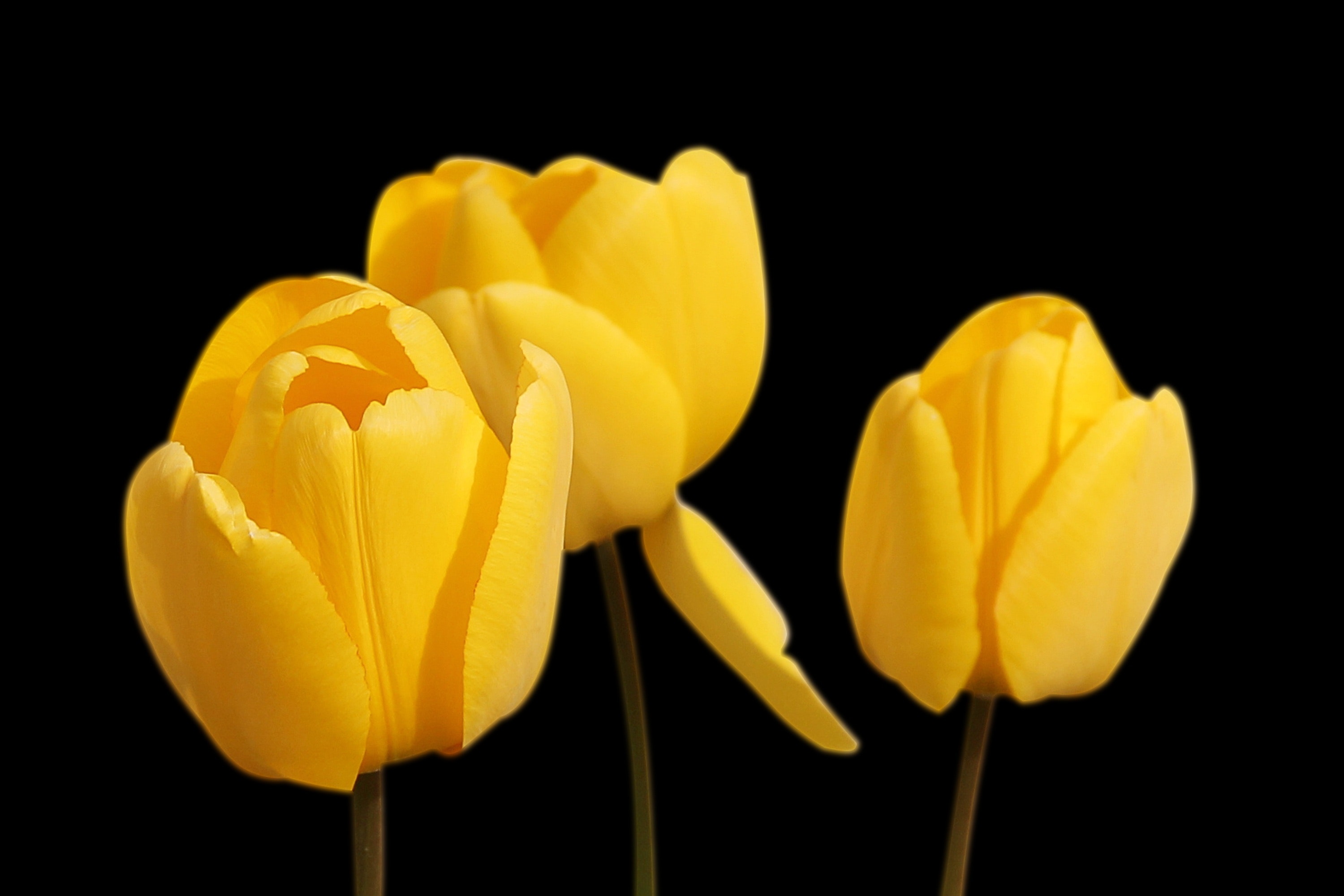 Yellow Flower · Free Stock Photo