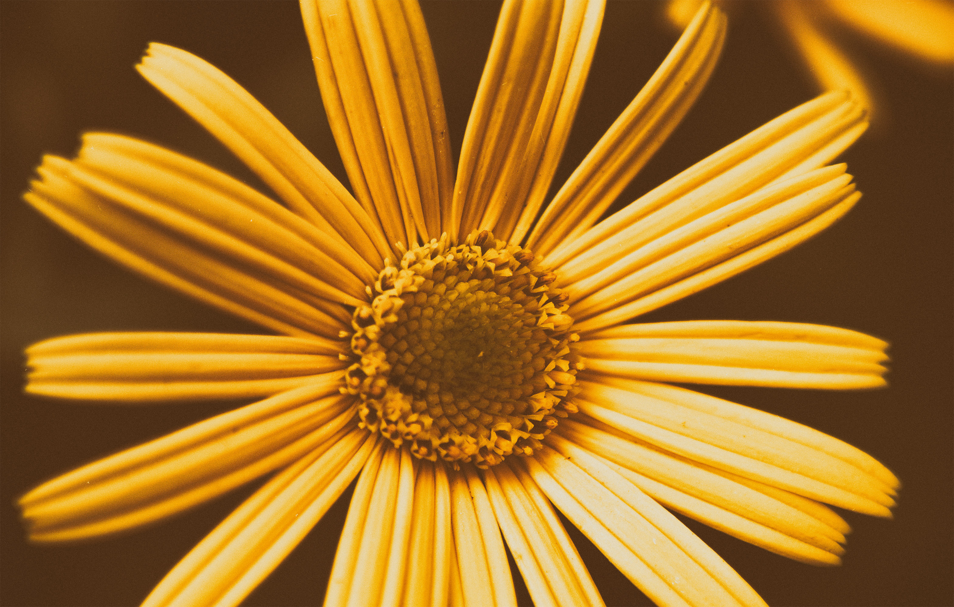 Yellow flower closeup photo