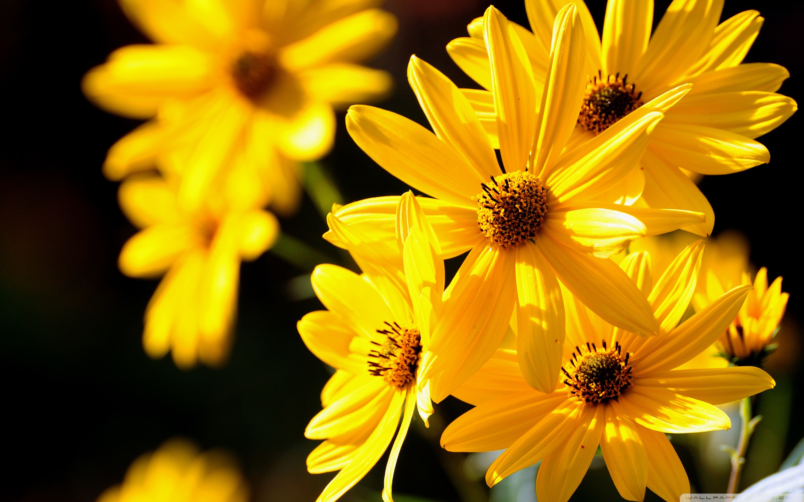 Yellow Flowers Close Up ❤ 4K HD Desktop Wallpaper for 4K Ultra HD ...