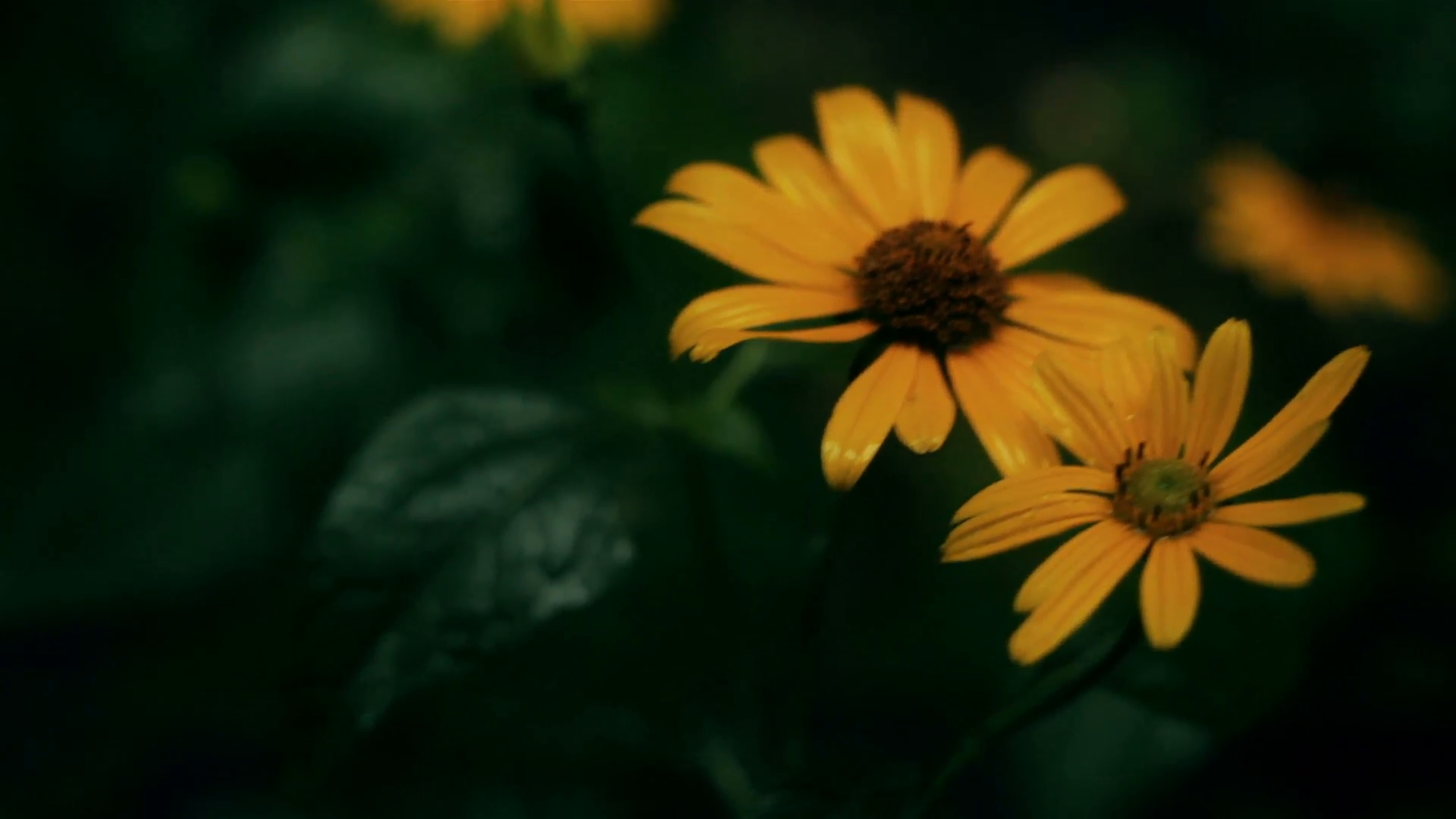 Yellow flowers in rain. close-up Stock Video Footage - Videoblocks