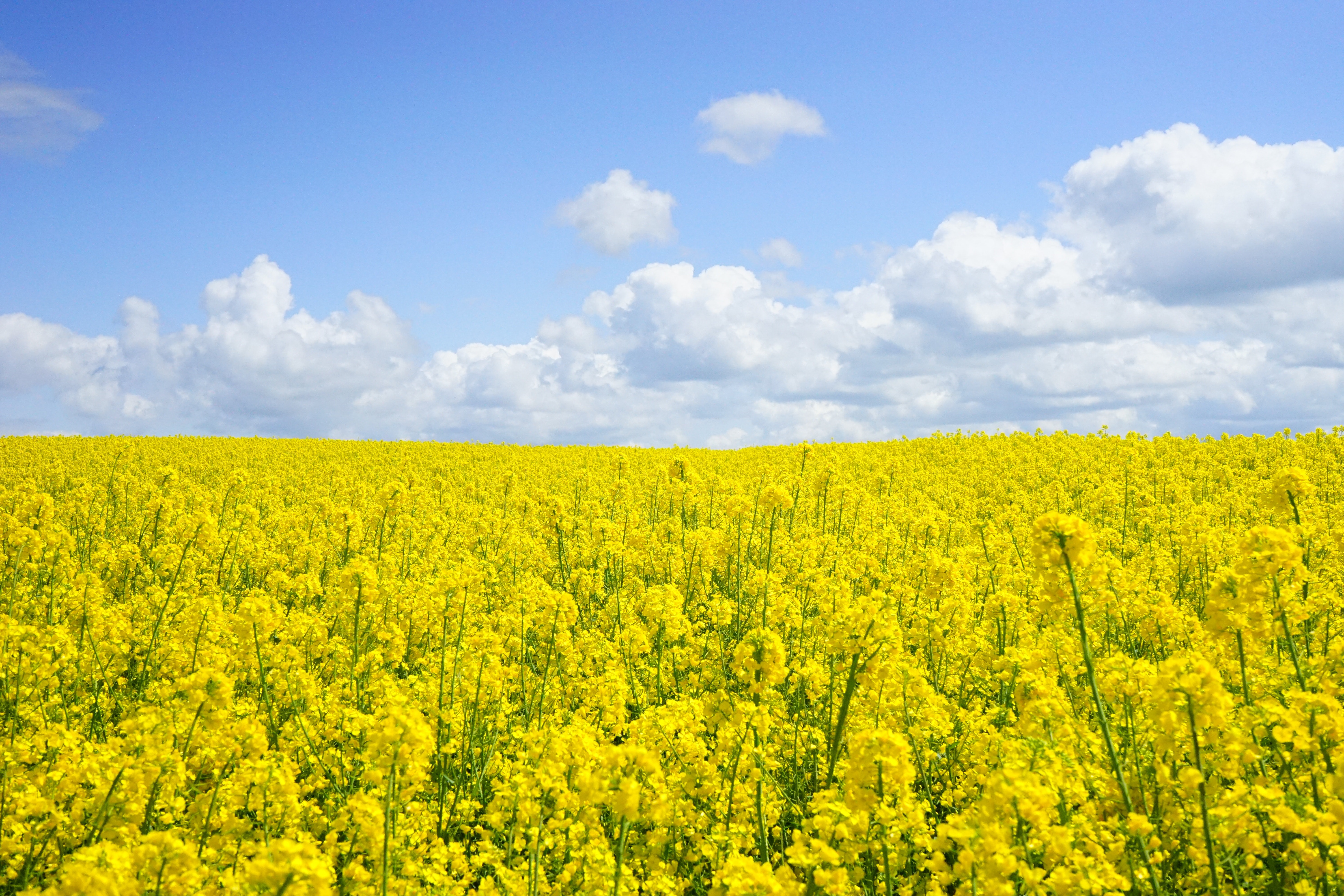 Yellow flower field under blue cloudy sky during daytime photo