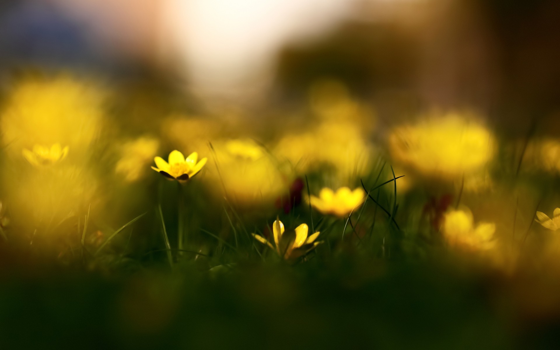 Yellow flower macro photo