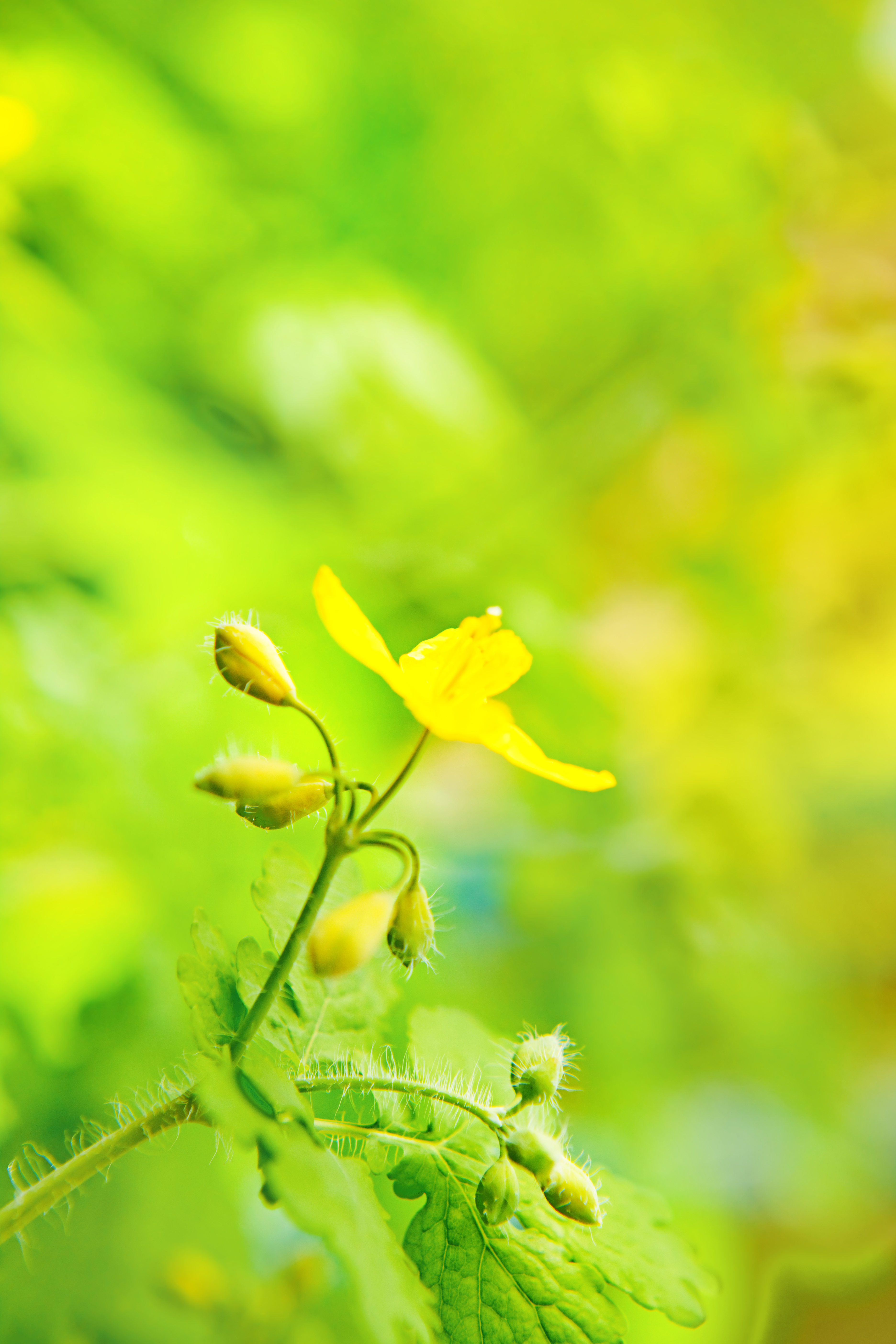 Yellow flower on green photo