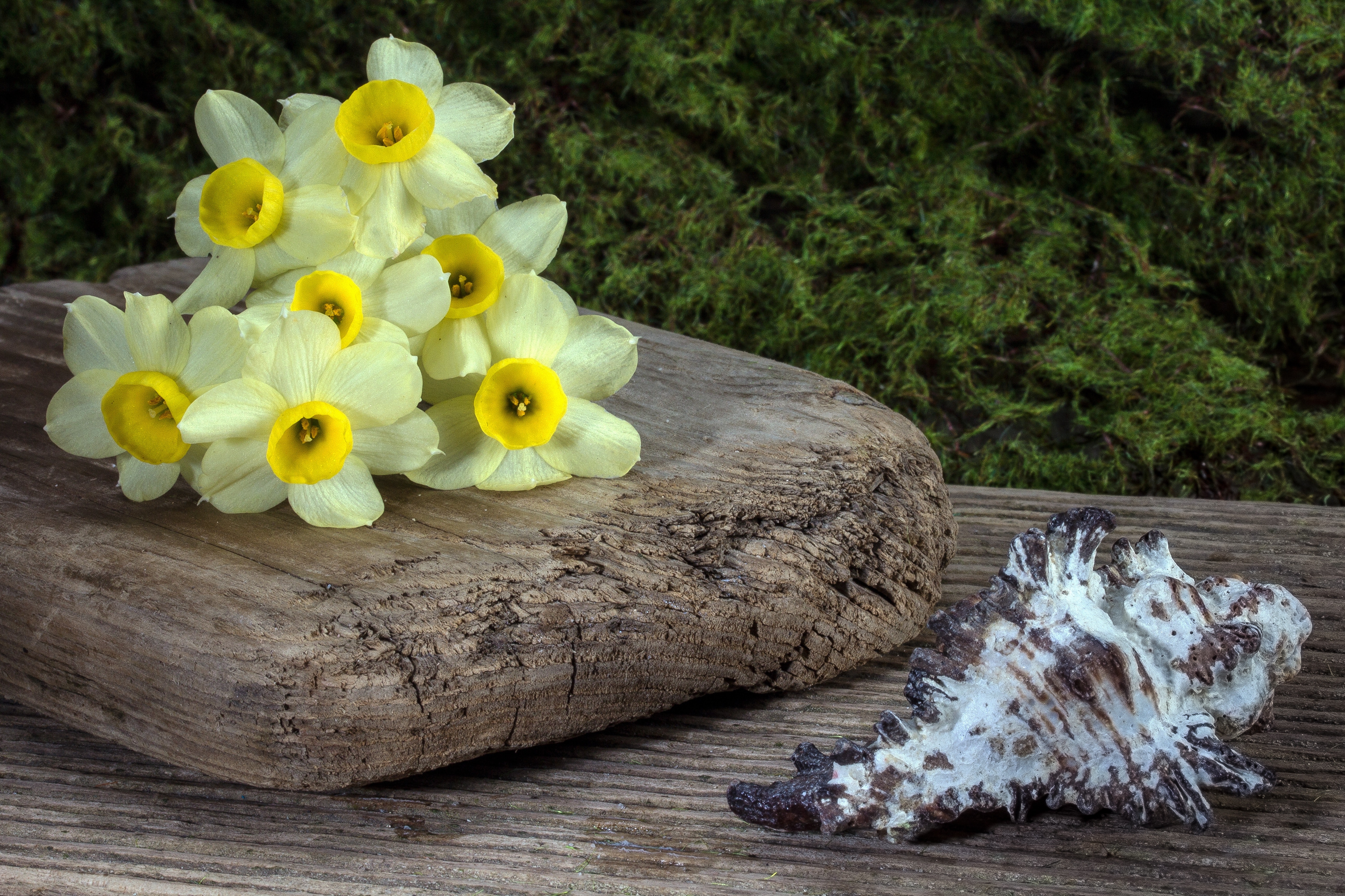Yellow flower on wooden plank beside white shell photo