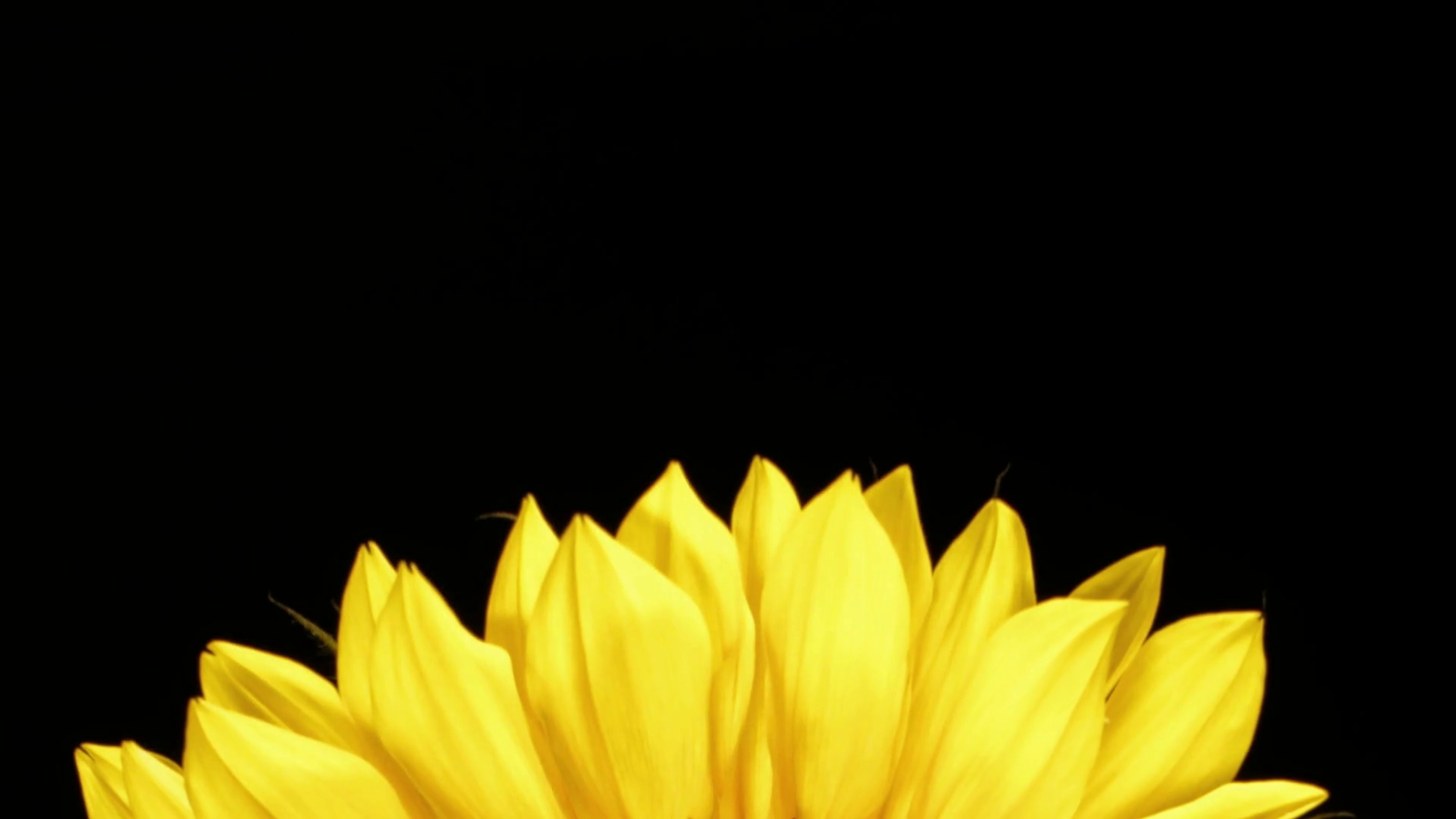 Medium close up motion time lapse shot of yellow flower petals of a ...