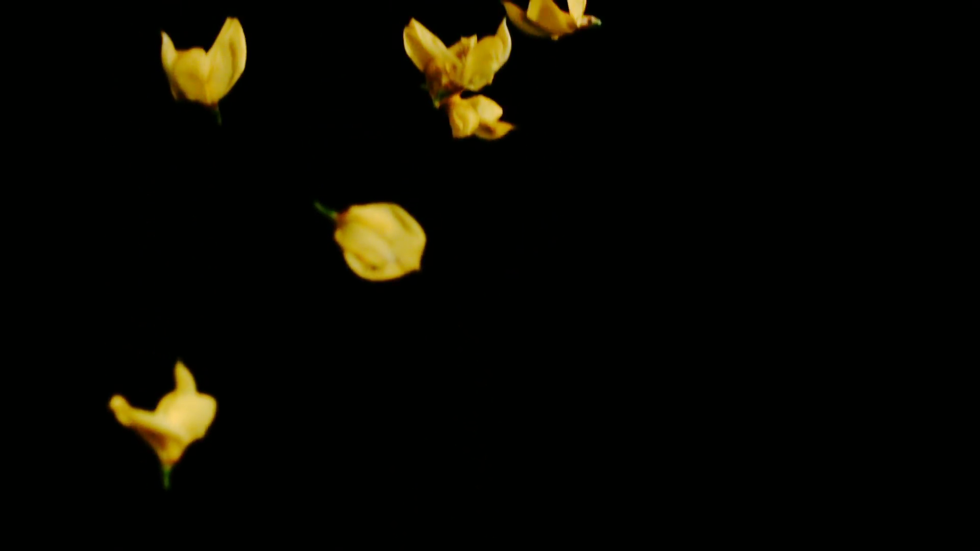 Flower Petals Falling Yellow Slow Motion Stock Video Footage ...
