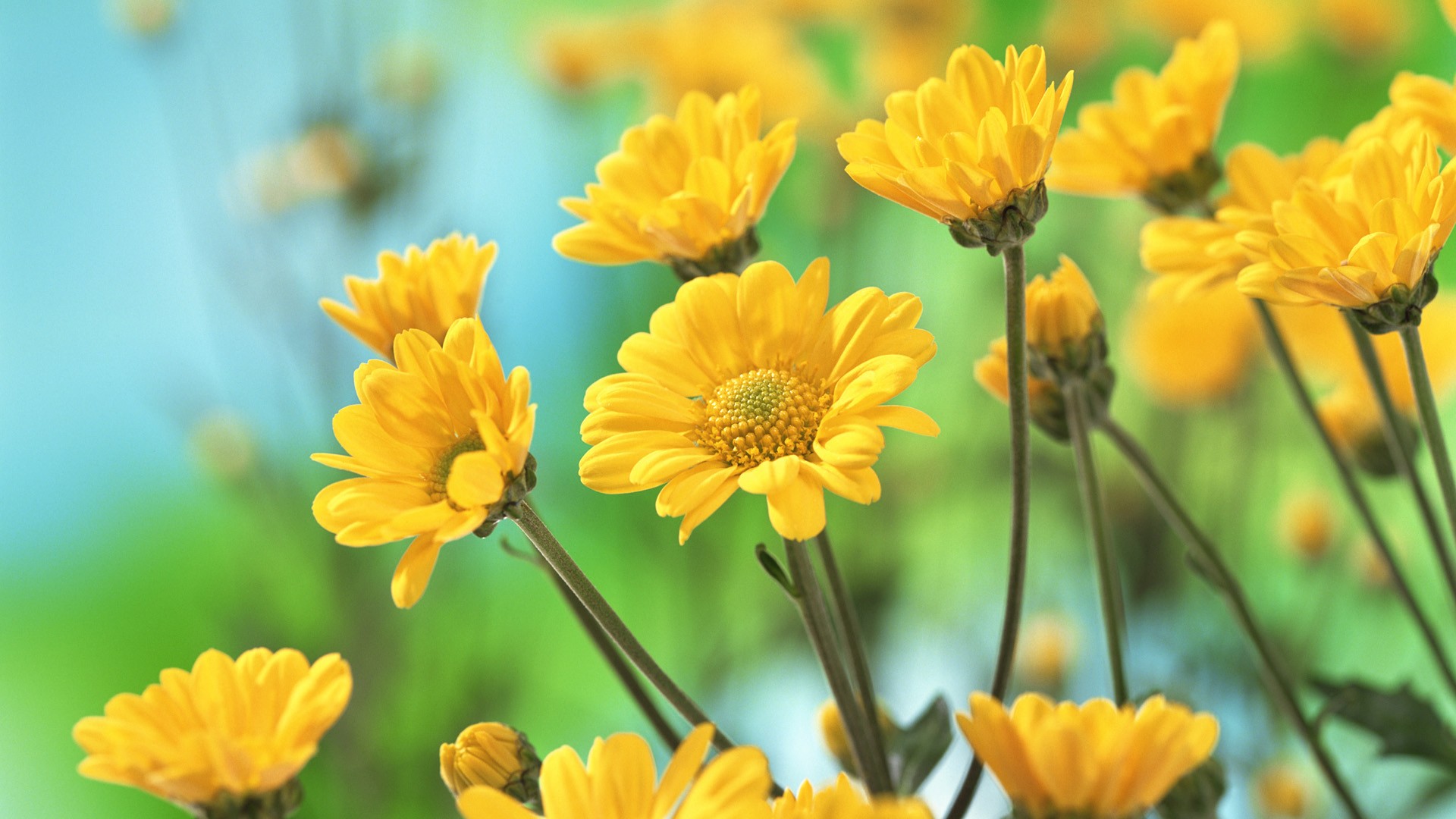 Yellow Flower Pics 07434 - Baltana