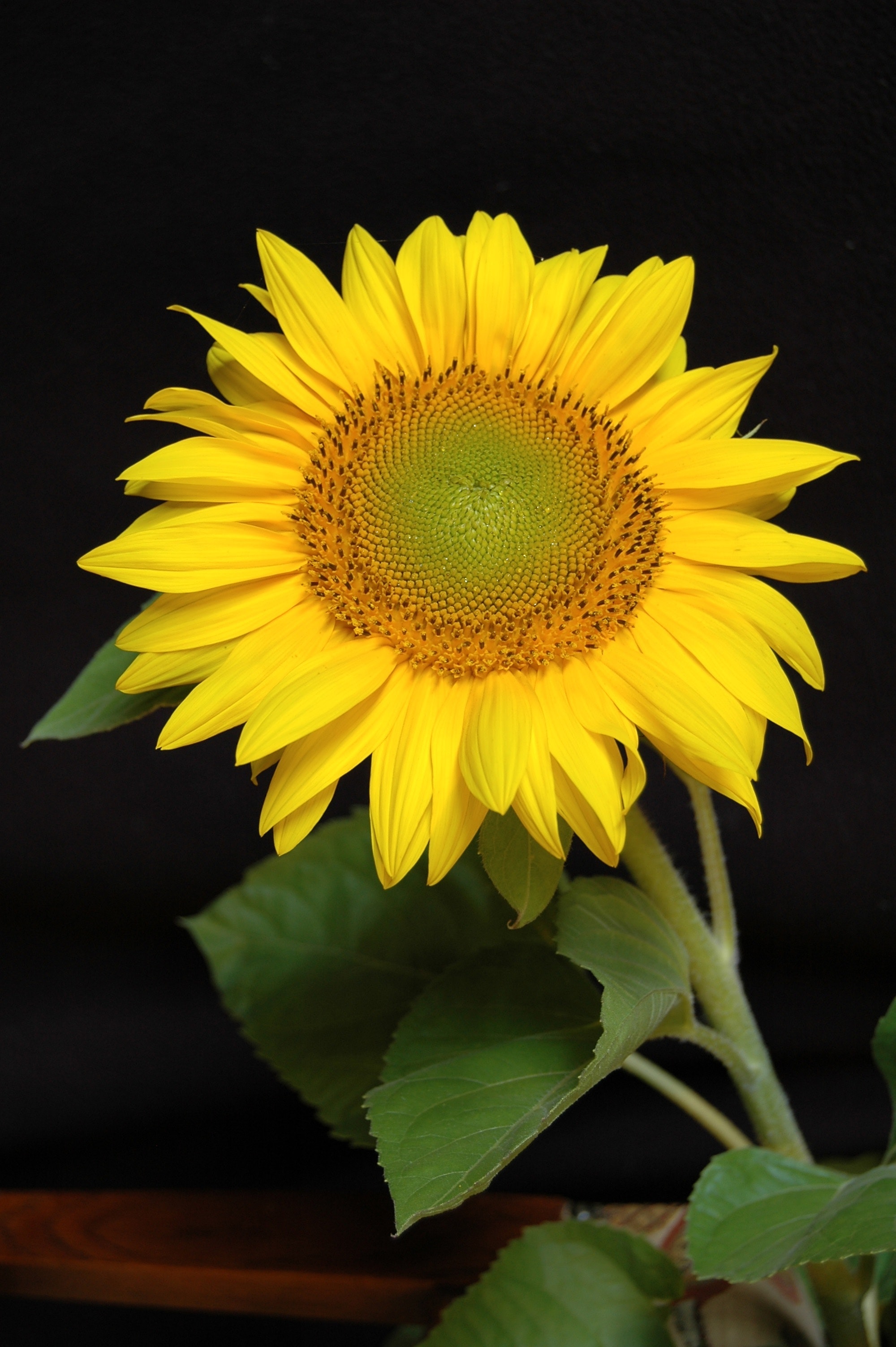 Yellow flower plant in macro shot photo